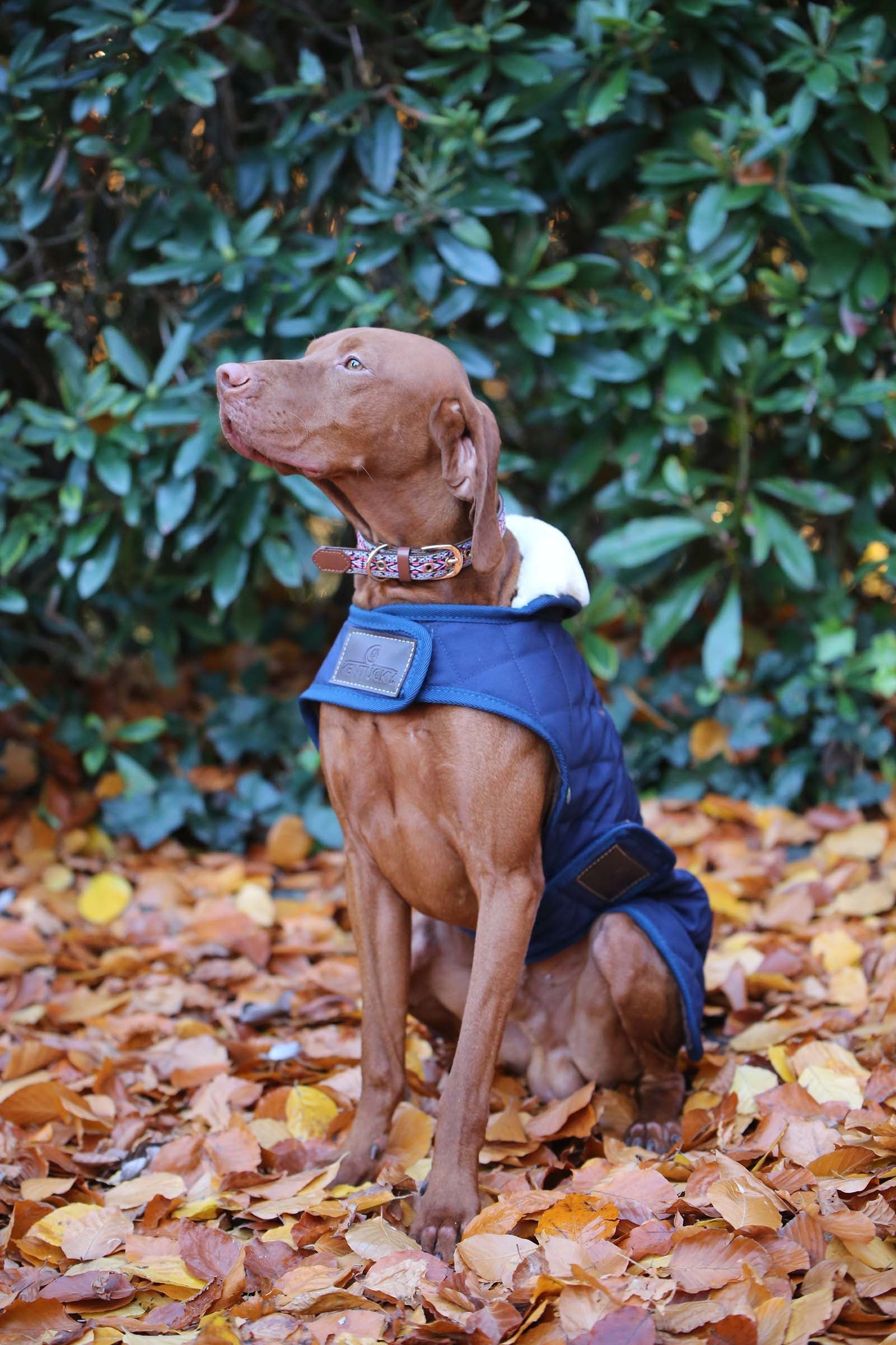 Kentucky Dogwear hundedekken Hundeutstyr