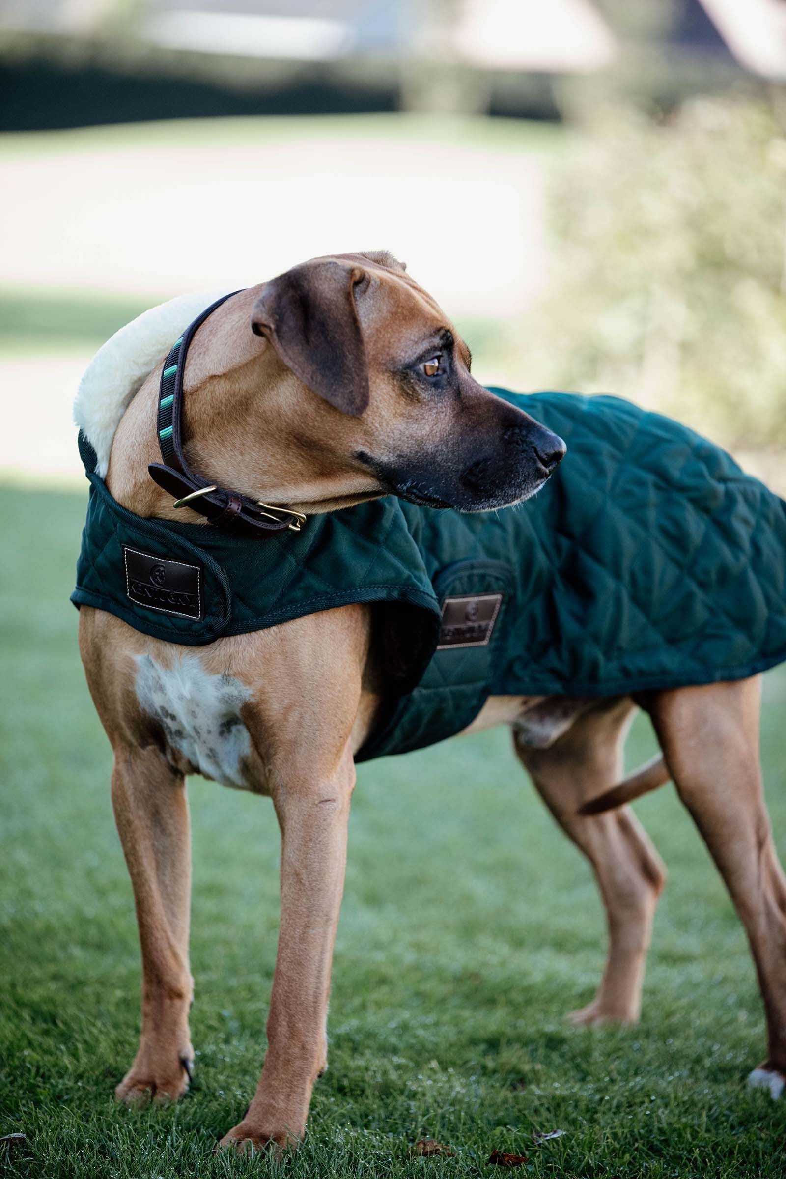 Kentucky Dogwear hundedekken Hundeutstyr