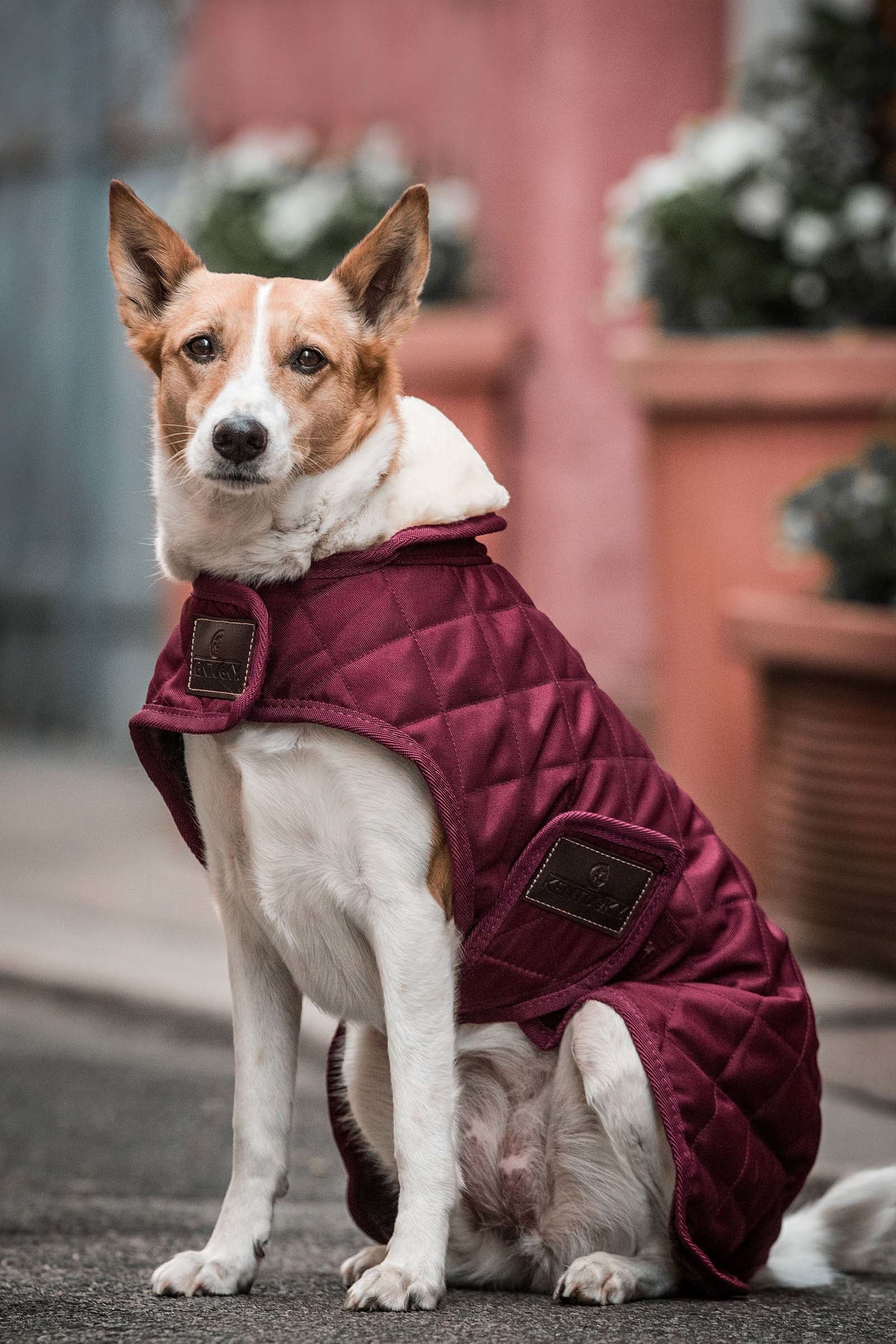 Kentucky Dogwear hundedekken Hundeutstyr