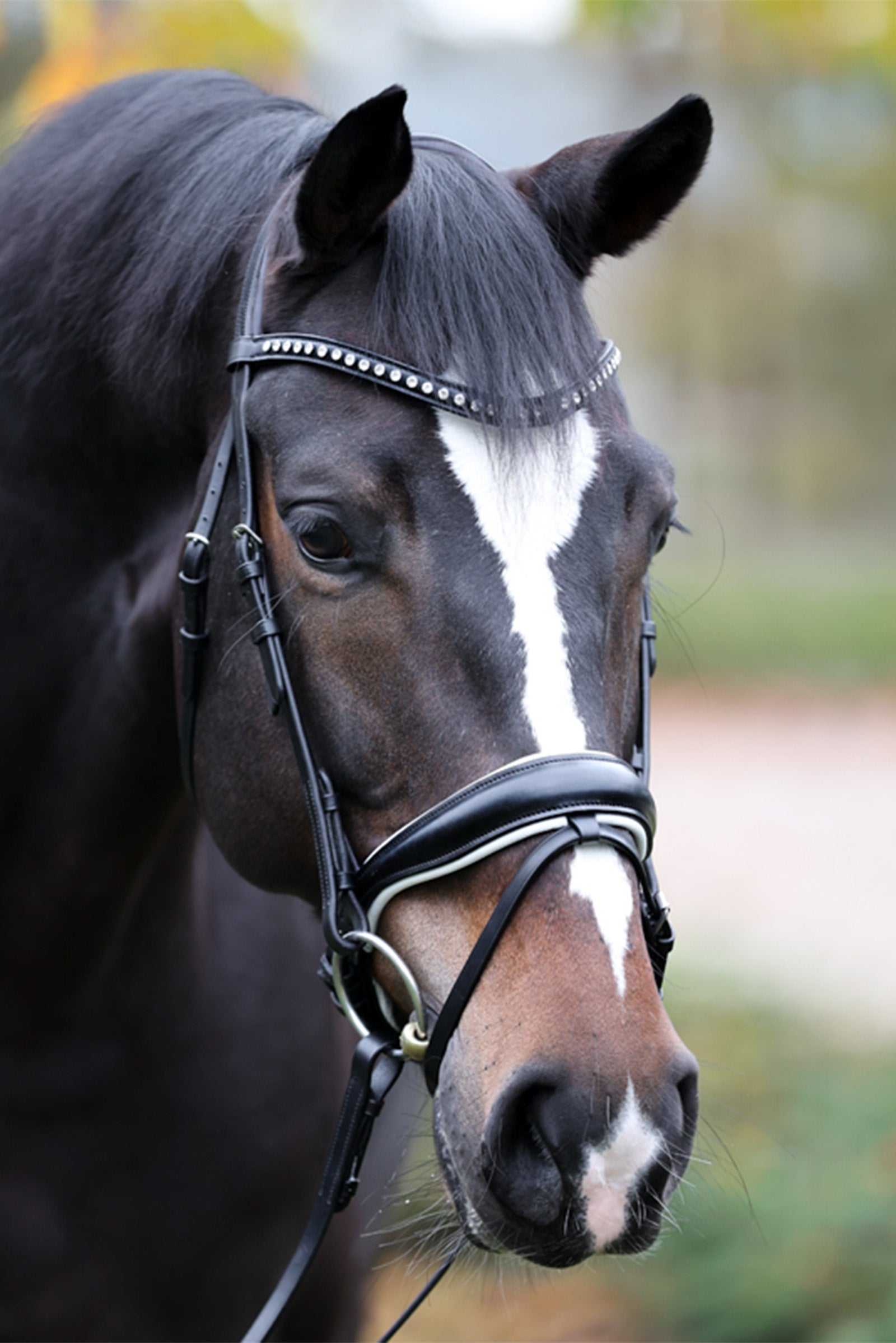 Kavalkade Charlotte Dressage Bridle Crank Noseband Bridles & Reins