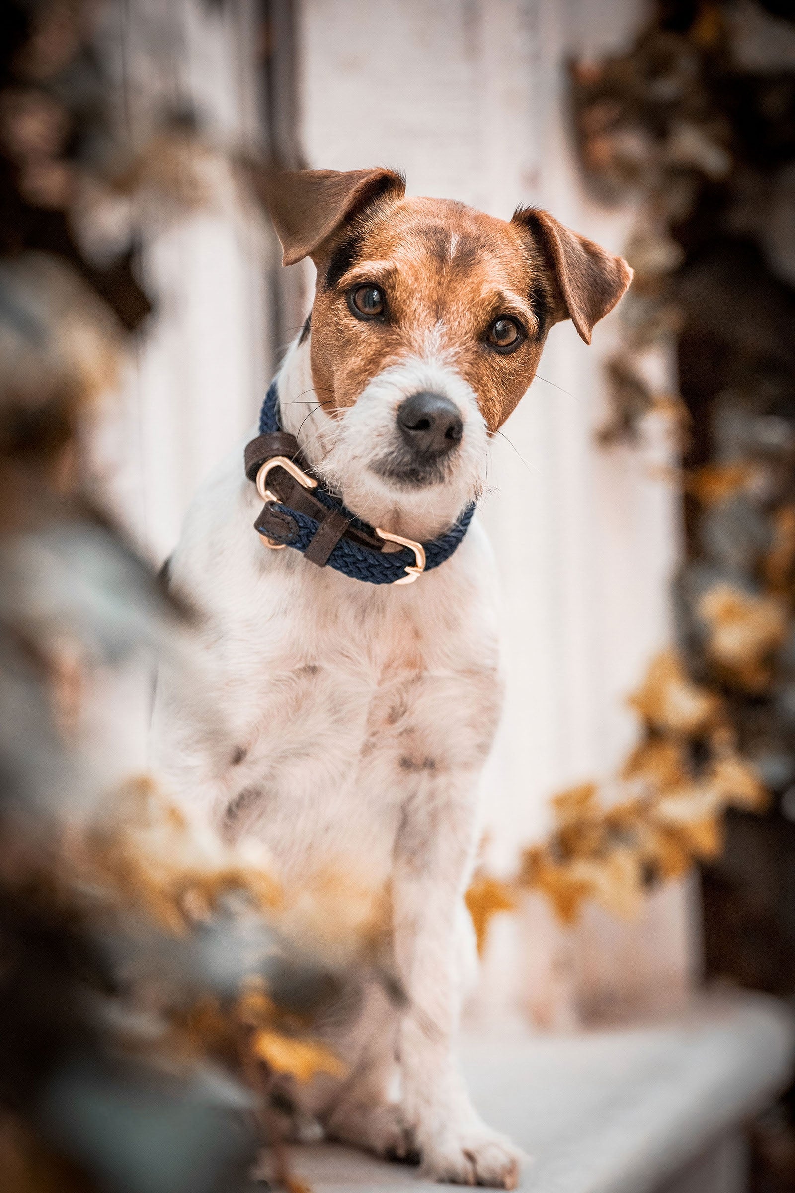 Kentucky Dogwear flettet hundehalsbånd, nylon Hundeutstyr