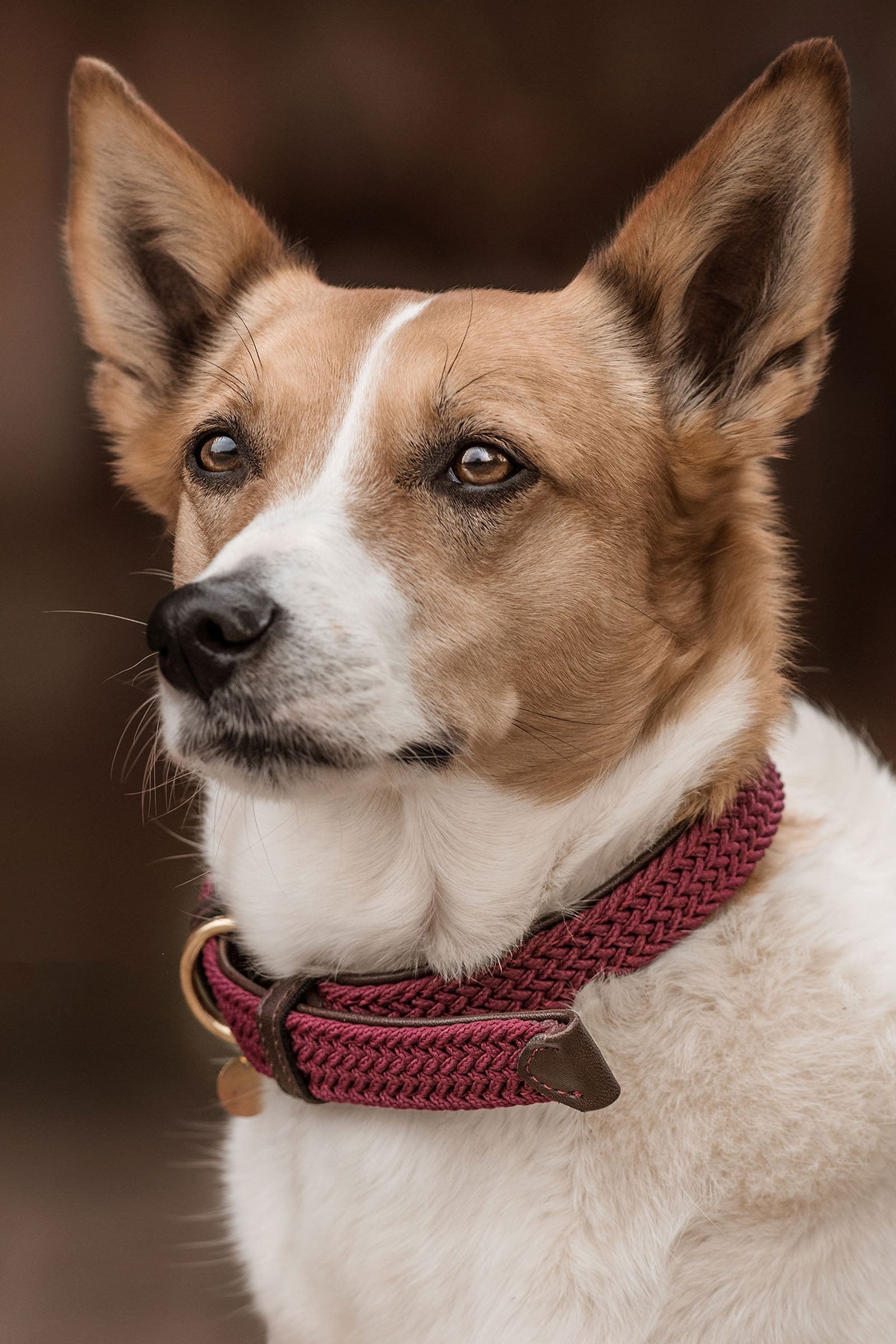 Kentucky Dogwear flettet hundehalsbånd, nylon Hundeutstyr