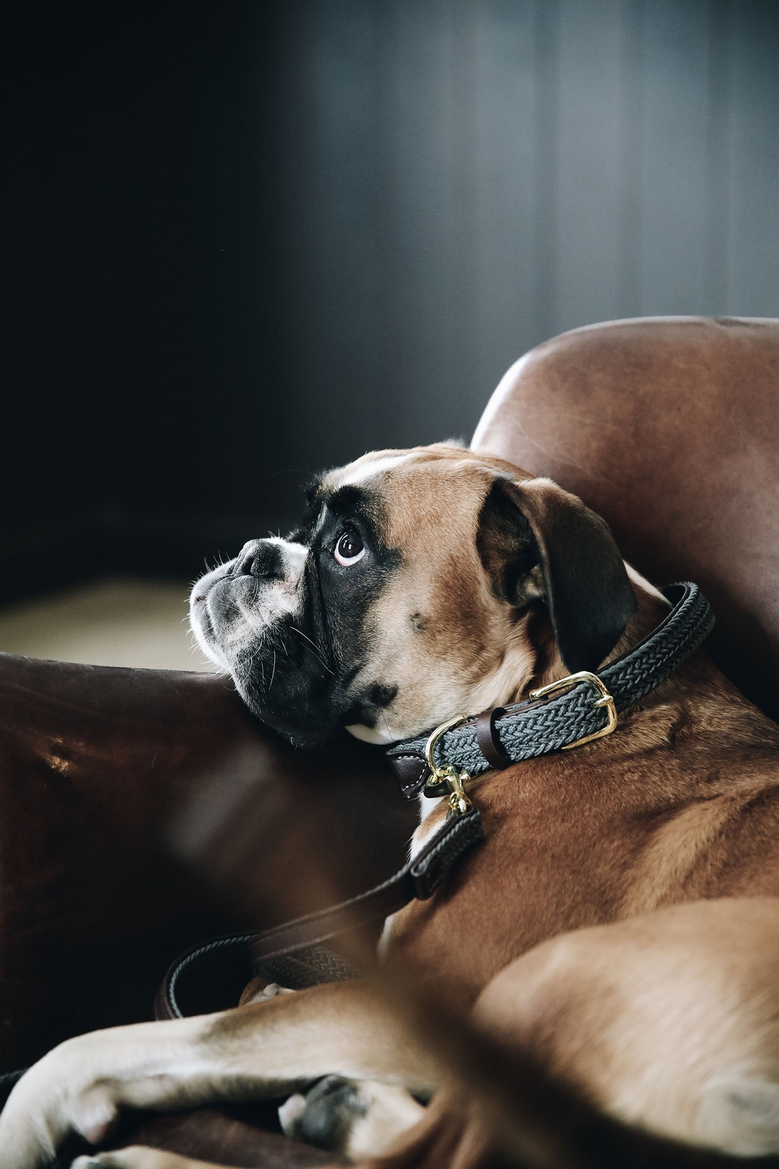 Kentucky Dogwear flettet hundehalsbånd, nylon Hundeutstyr