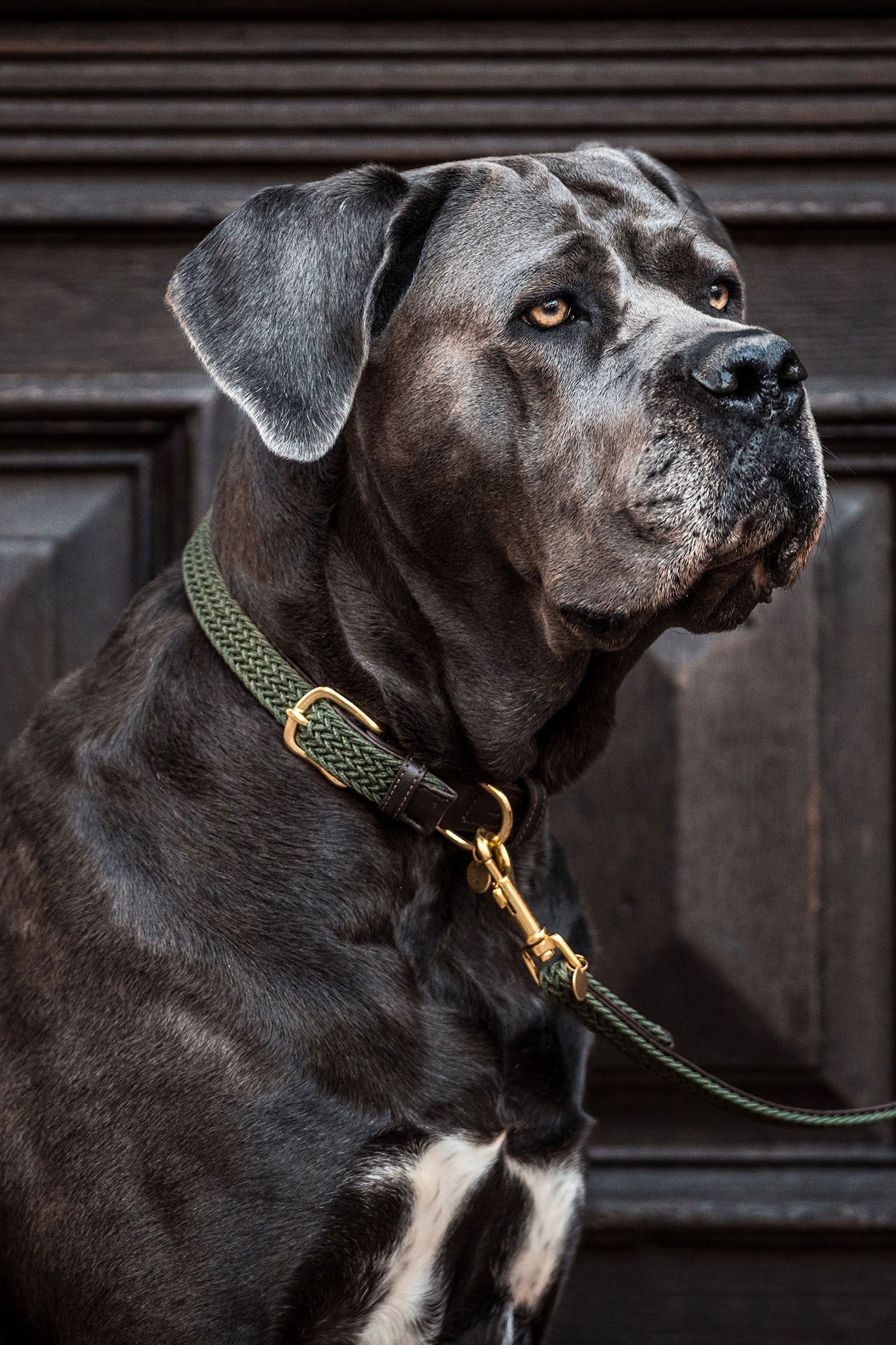 Kentucky Dogwear flettet hundehalsbånd, nylon Hundeutstyr