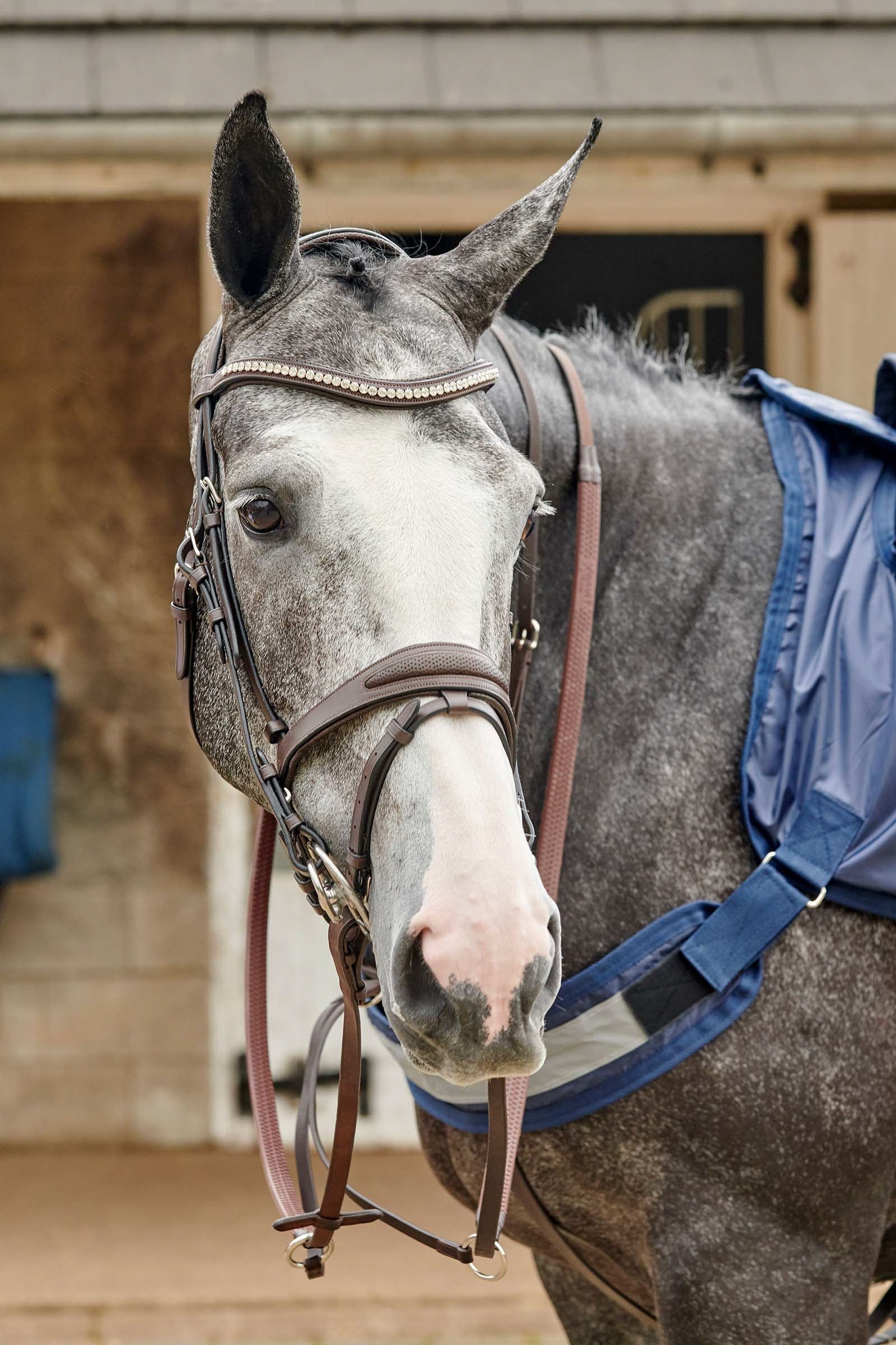 John Whitaker Chicago perforert bling-hodelag Hodelag & Tøyler