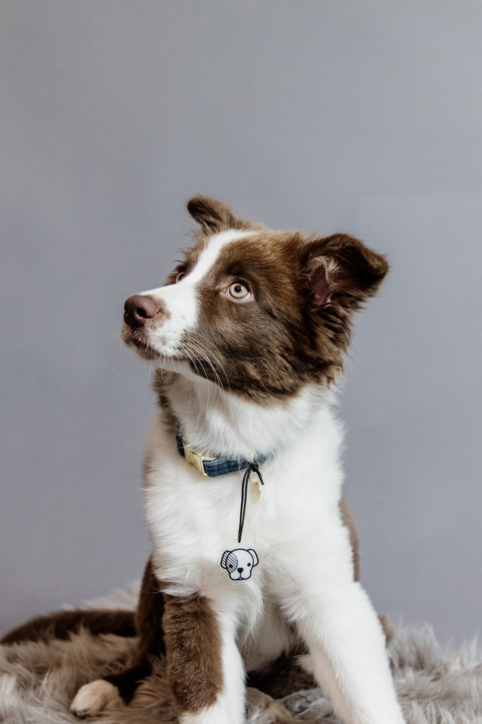 Kentucky Dogwear Velvet hundehalsbånd Hundeutstyr