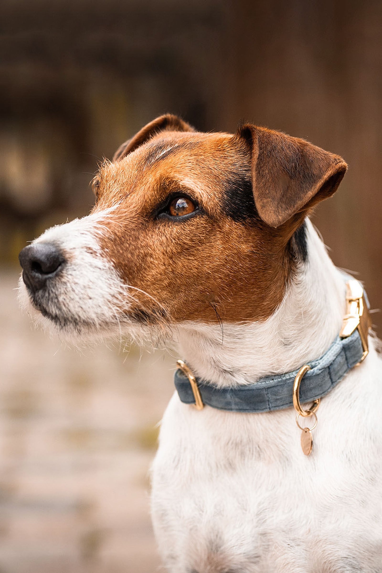 Kentucky Dogwear Velvet hundehalsbånd Hundeutstyr