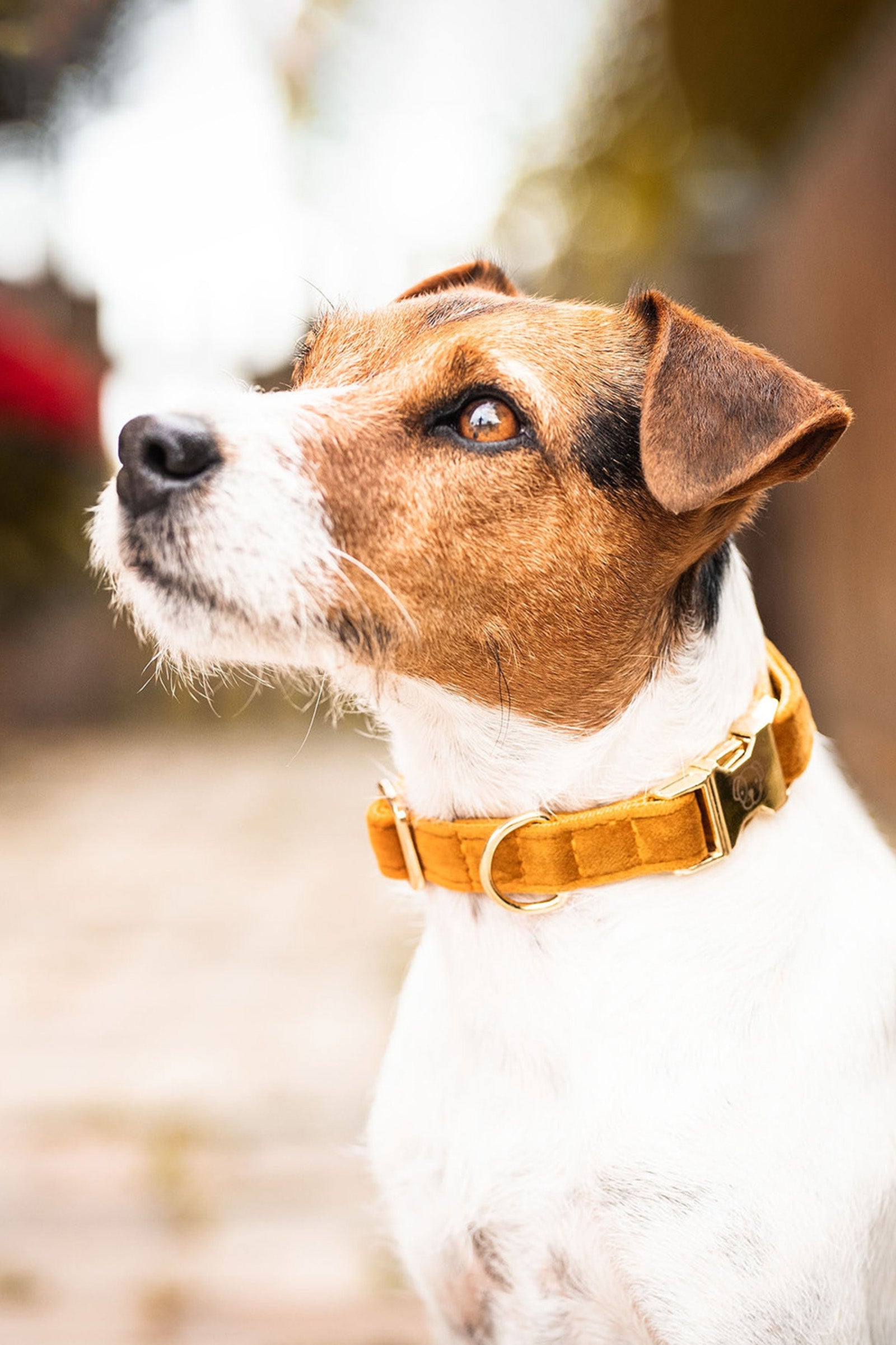 Kentucky Dogwear Velvet hundehalsbånd Hundeutstyr