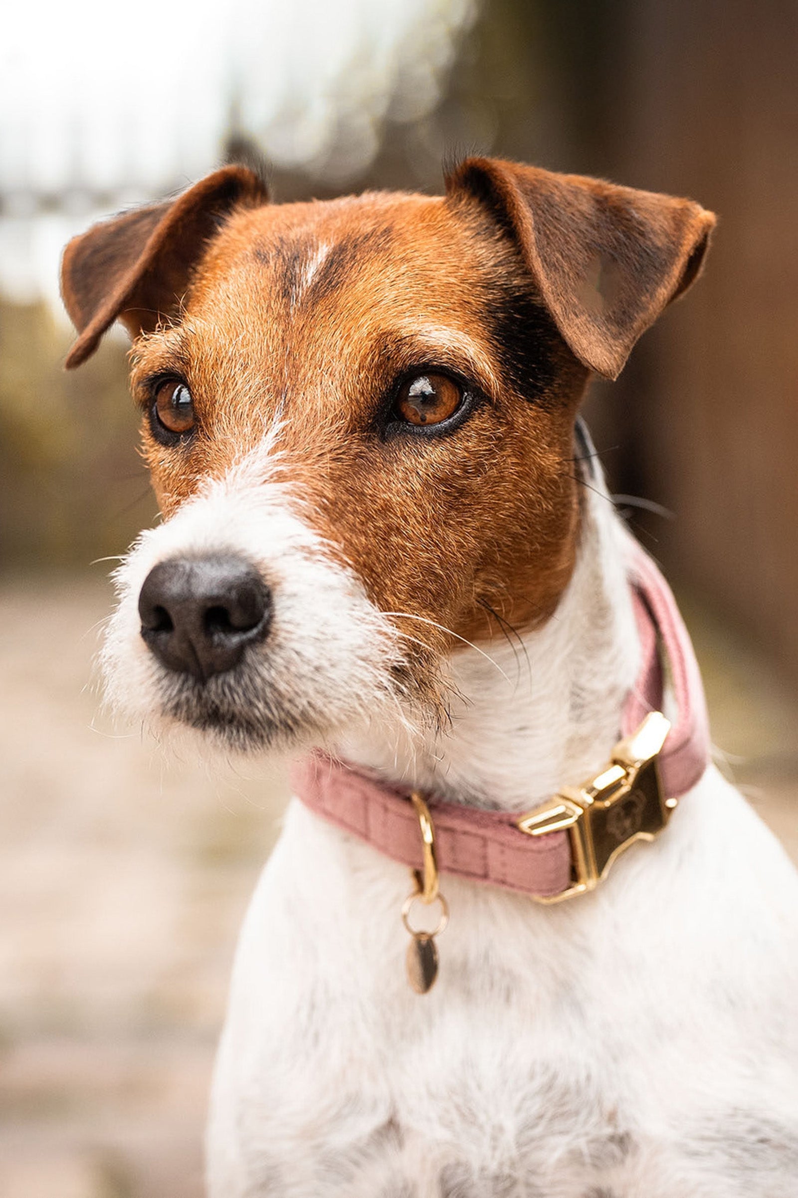 Kentucky Dogwear Velvet hundehalsbånd Hundeutstyr