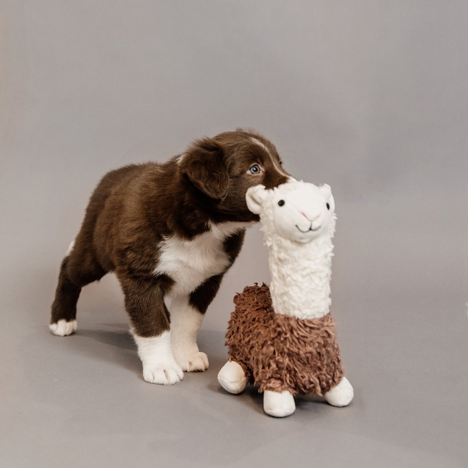 Kentucky Dogwear Alpaca hundeleke Hundeutstyr