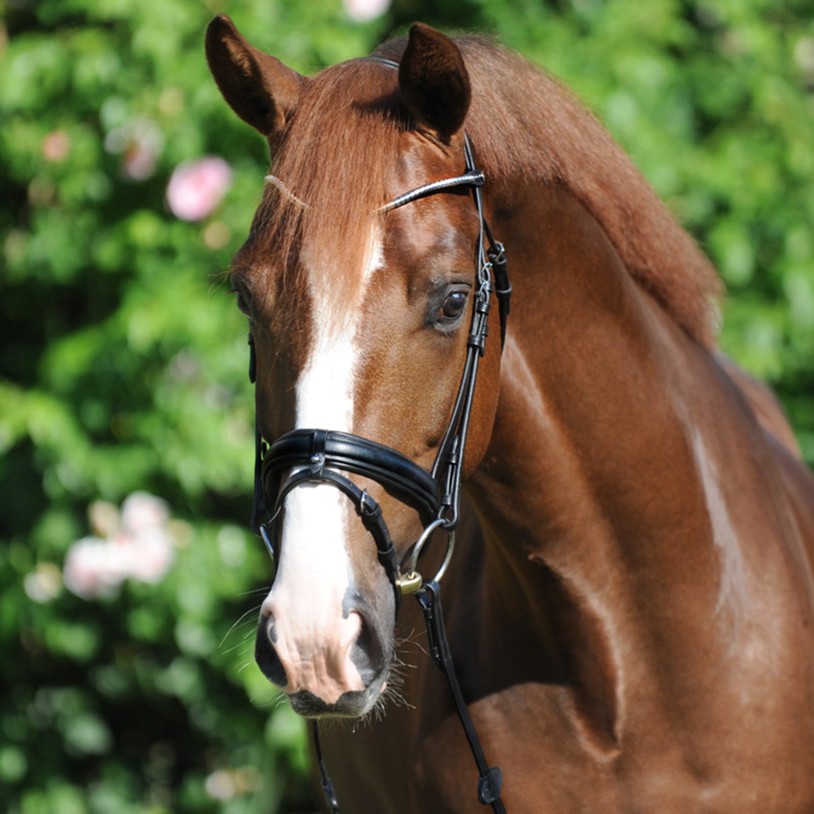 Kavalkade Clinchesse Bridle Hodelag & Tøyler