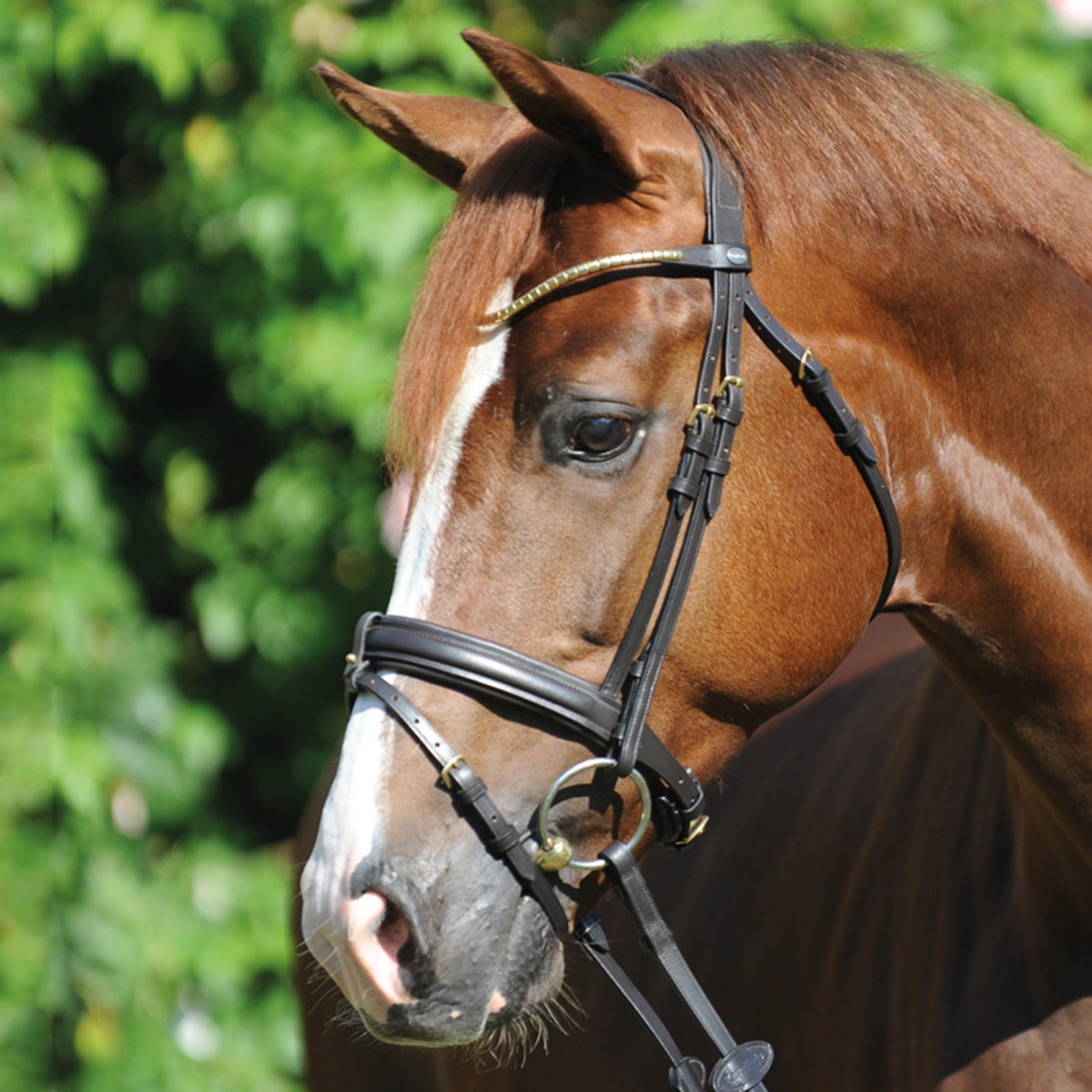 Kavalkade Clinchesse Bridle Hodelag & Tøyler