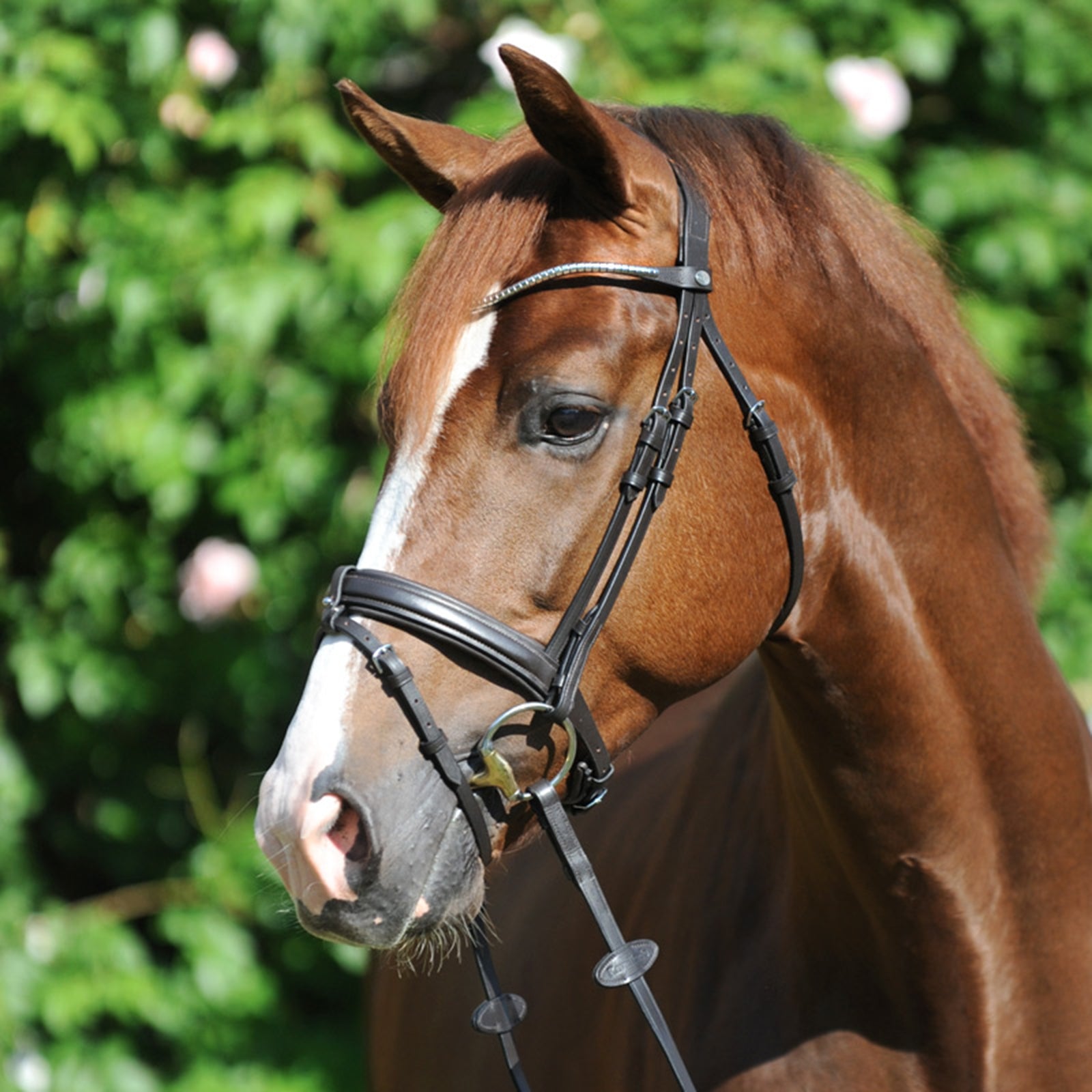 Kavalkade Clinchesse Bridle Hodelag & Tøyler