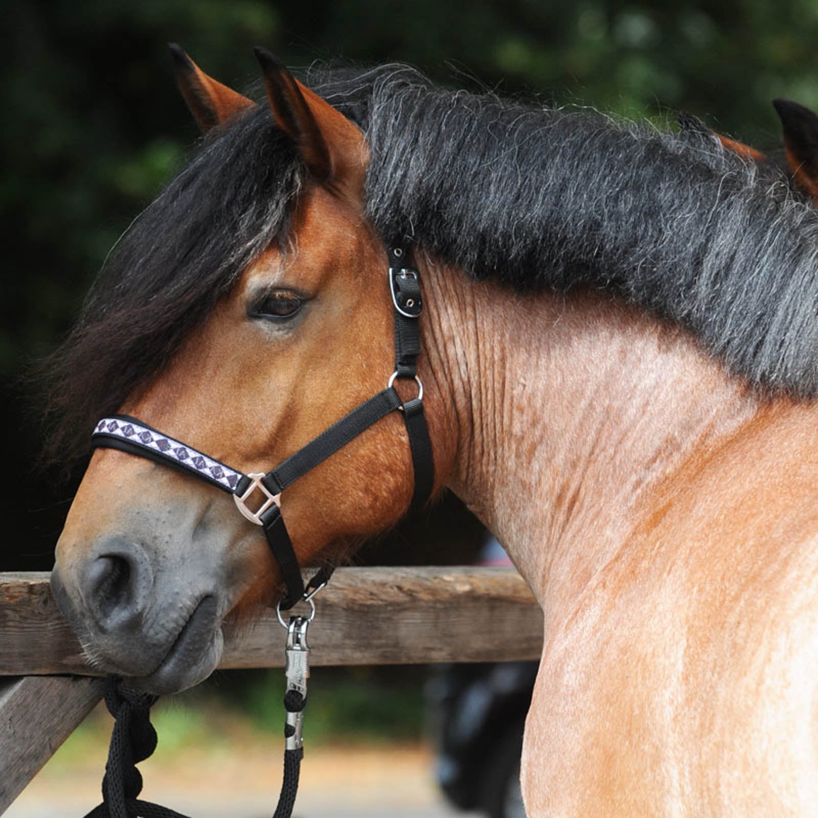 Kavalkade Draft Horse Classic grime Grimer og leietau