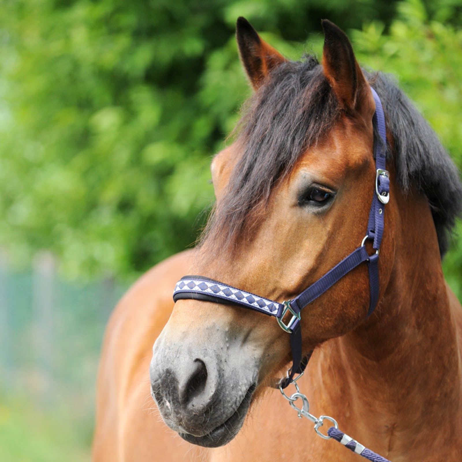 Kavalkade Draft Horse Classic grime Grimer og leietau