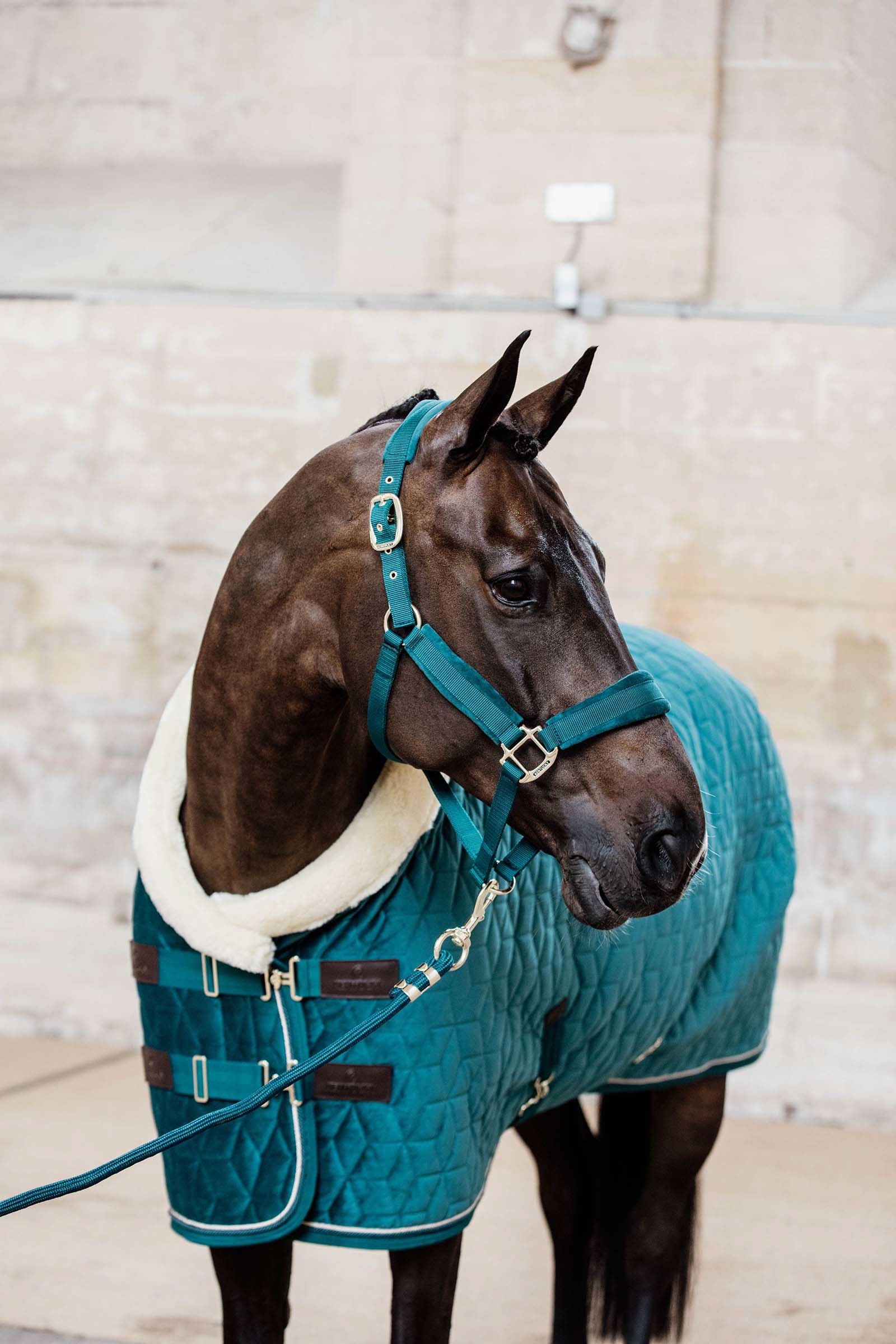 Kentucky Horsewear Velvet Halter Halters & Leads