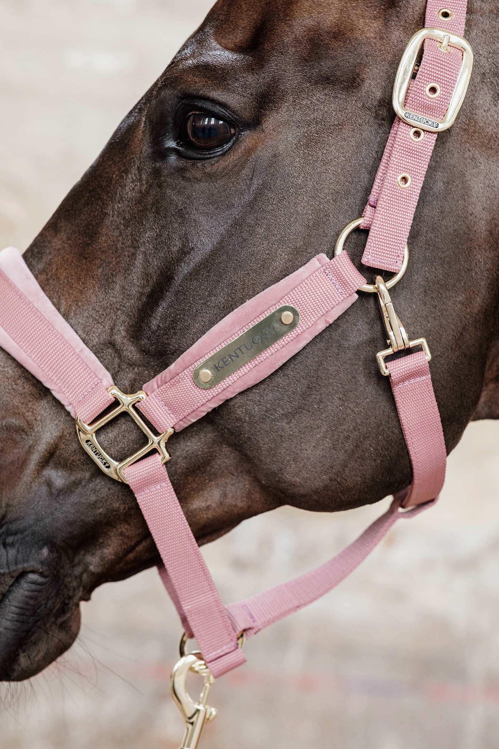Kentucky Horsewear Velvet Halter Halters & Leads