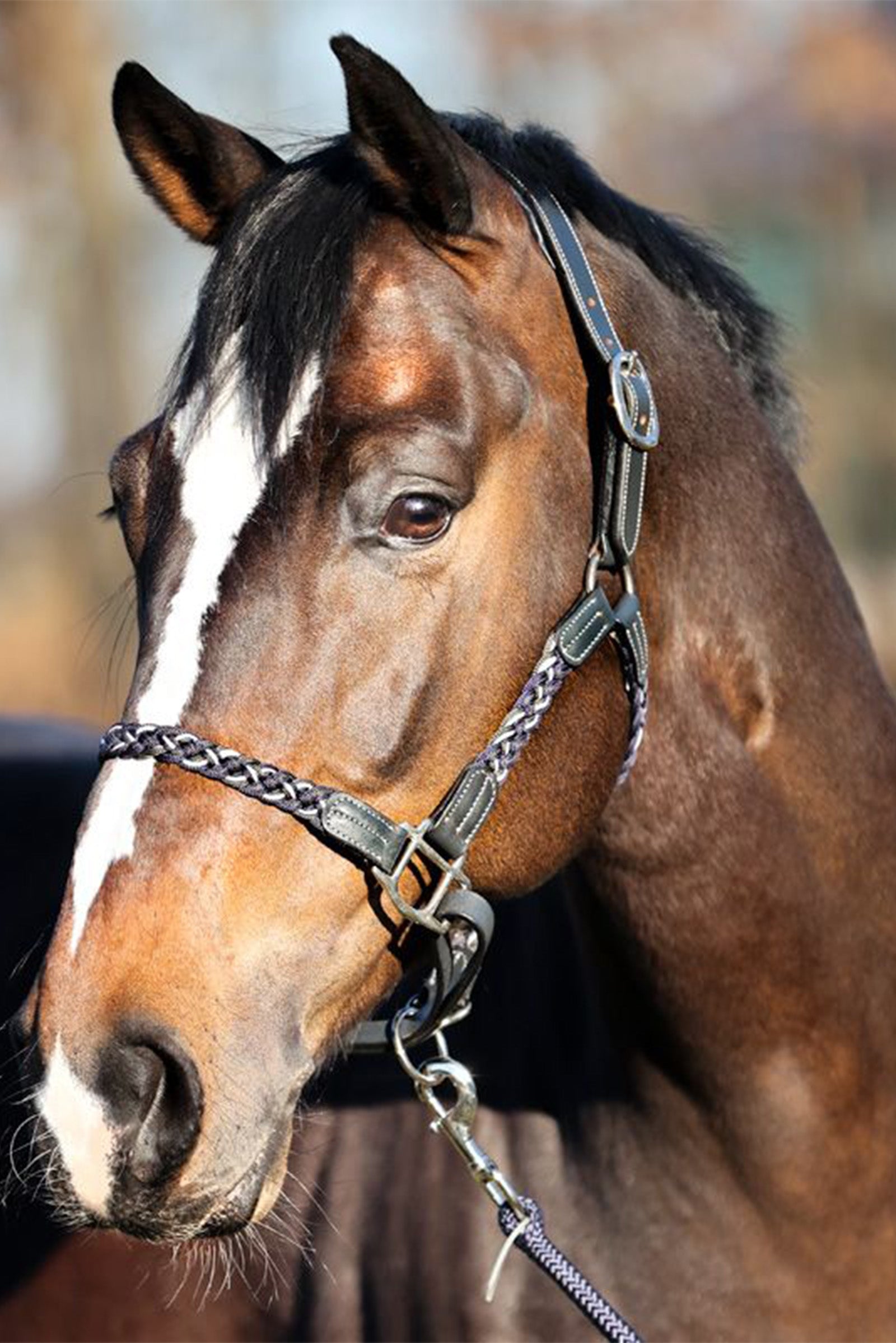 Kavalkade Tessa Braided Halter Bridles & Reins