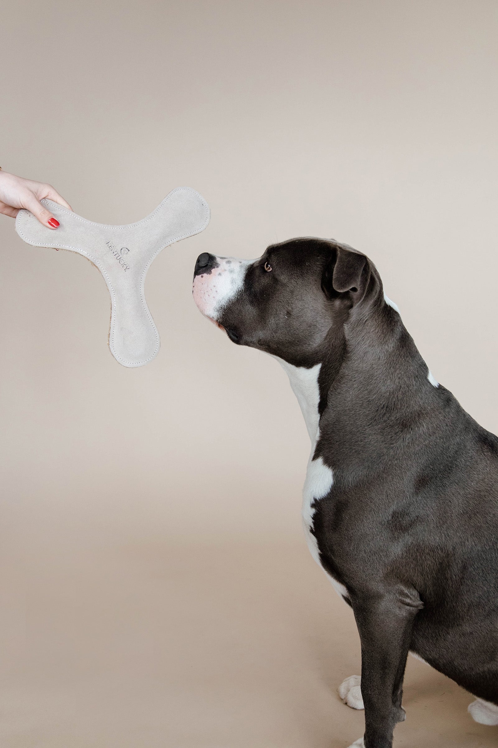 Kentucky Horsewear Kentucky Dogwear  Pastel Boomerang Dog Toy Dog Accesories