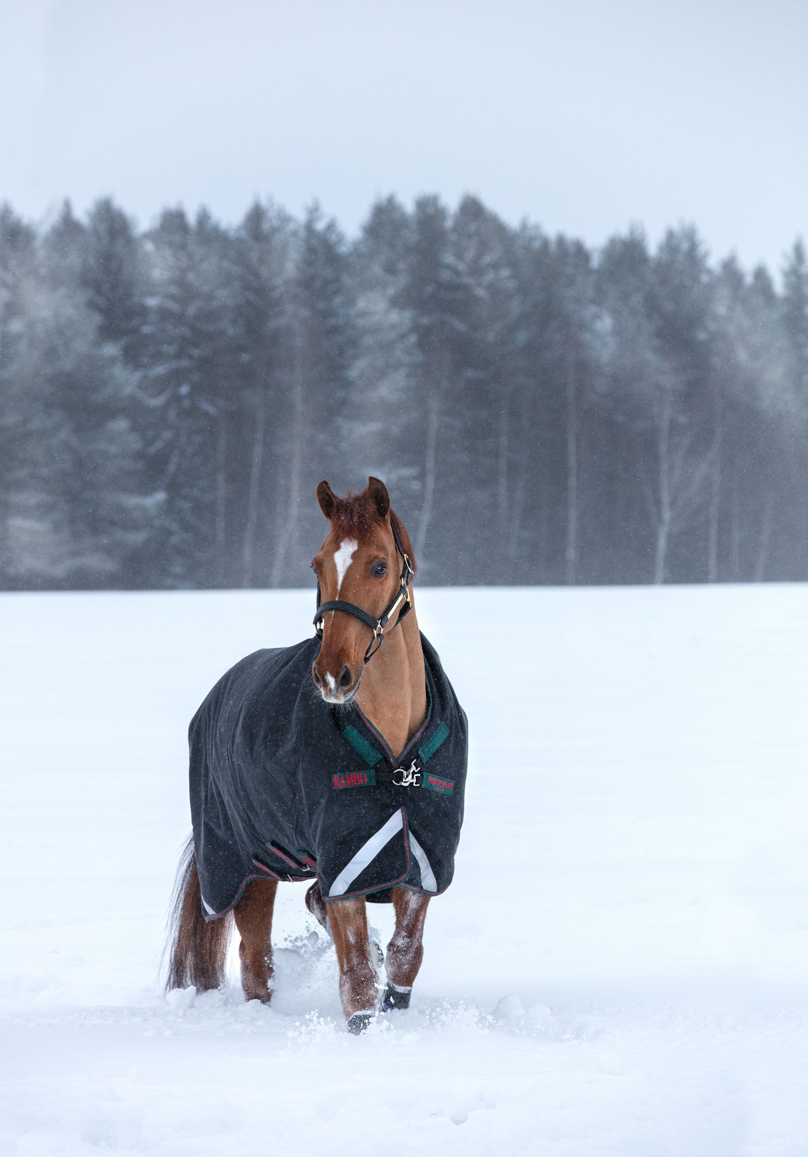 Horseware Rambo Wug Heavy utedekken, 400 gram Dekken