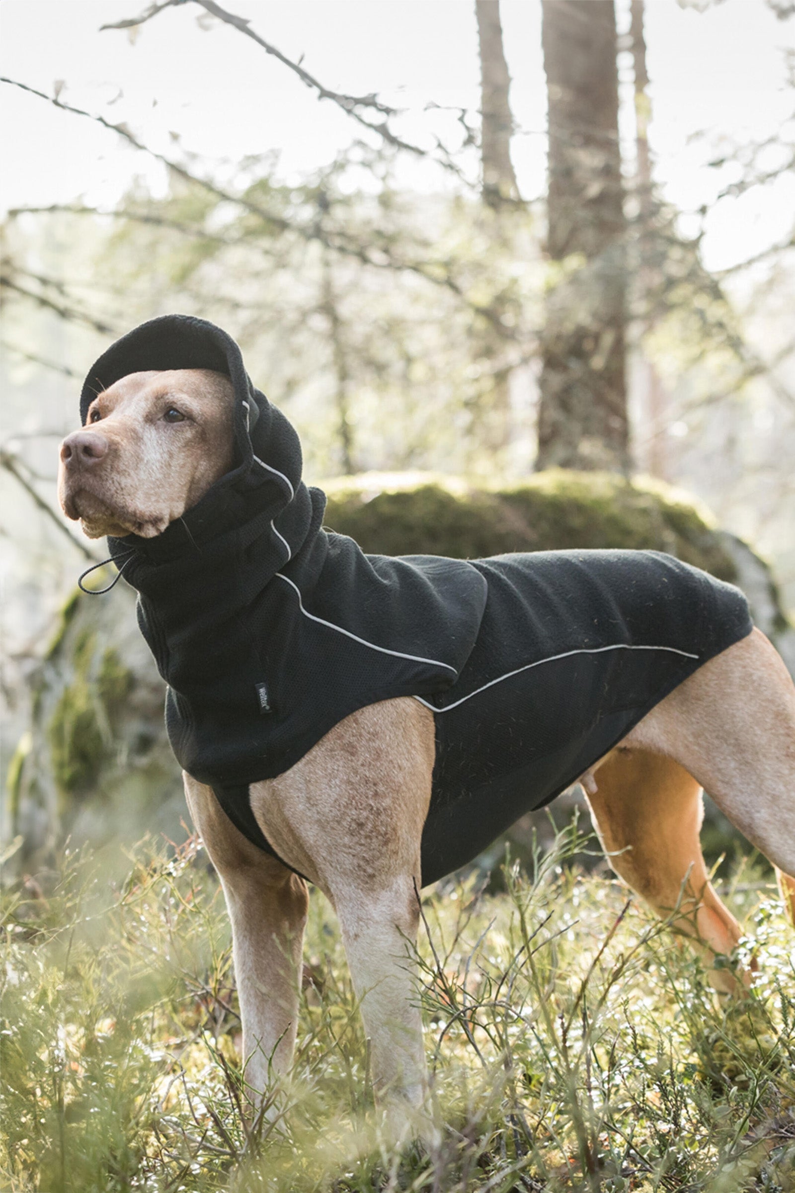 Back on Track Benji nakkevarmer til hund Hundeutstyr