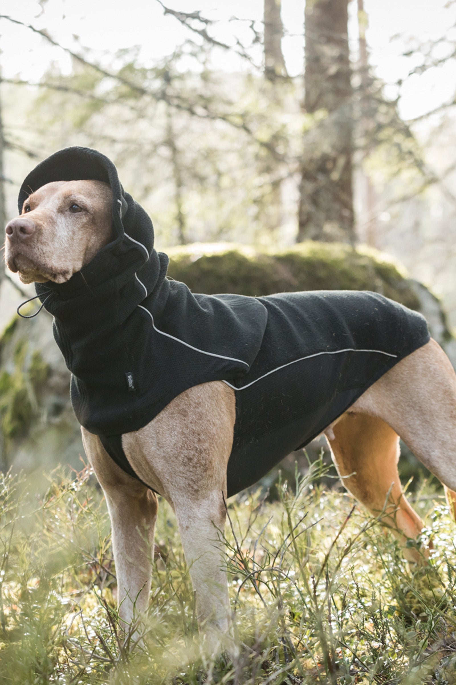 Back on Track Benji Dog Neck Warmer Dog Accesories