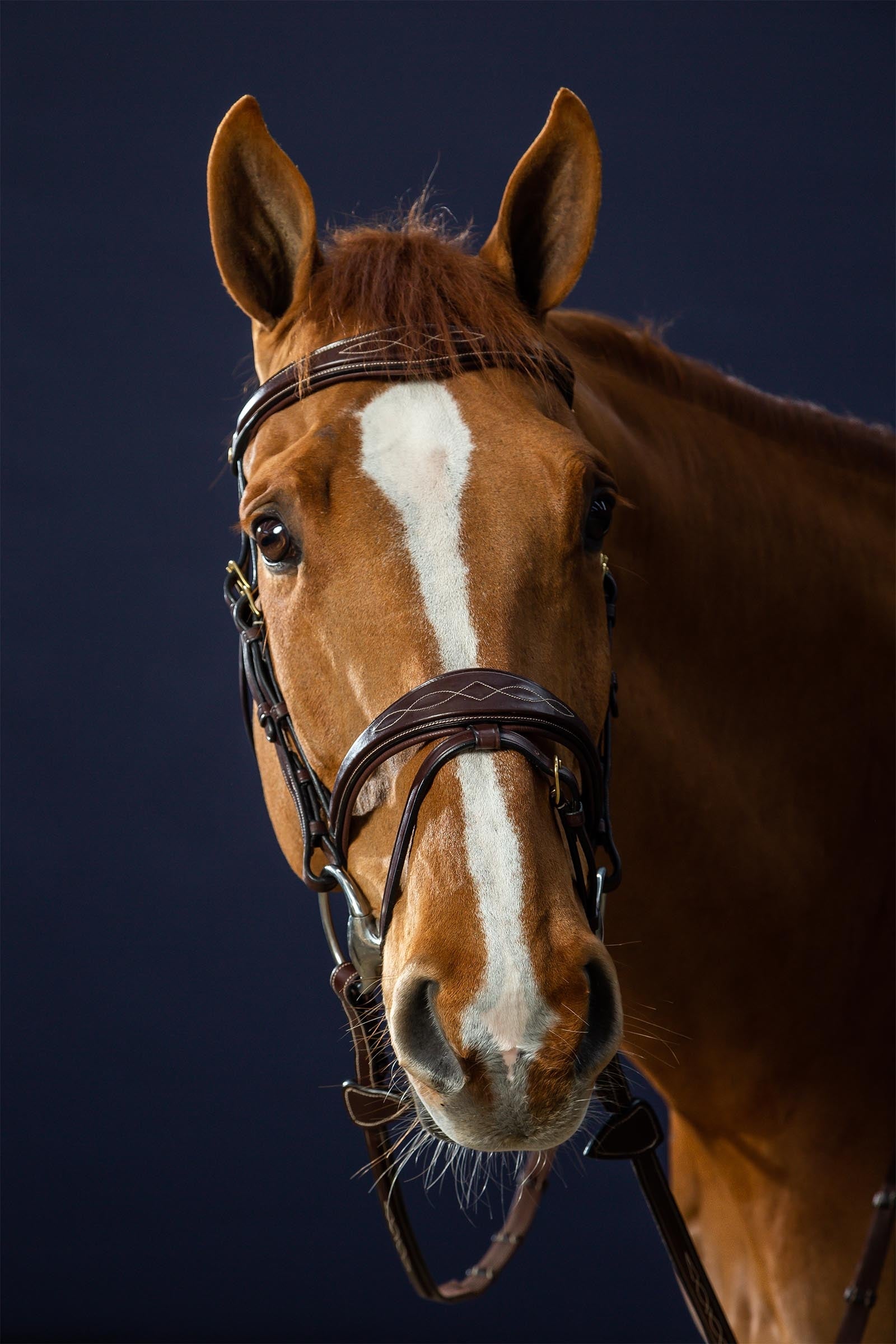 Dy'on D Collection Anatomical Bridle With Flash Noseband  Bridles & Reins