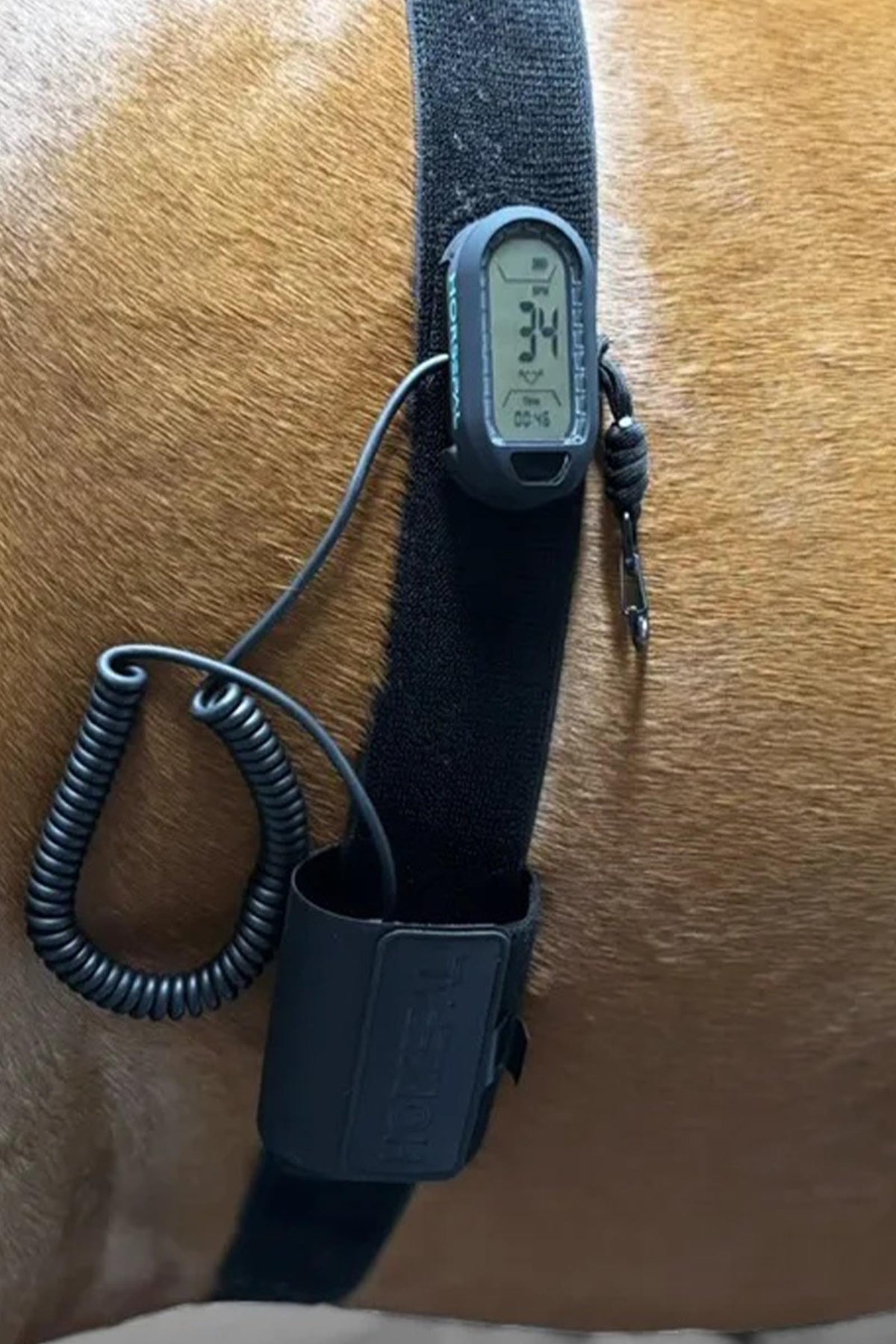 Horsepal Training Belt Kit For Heart Rate Monitor Horse Health Care