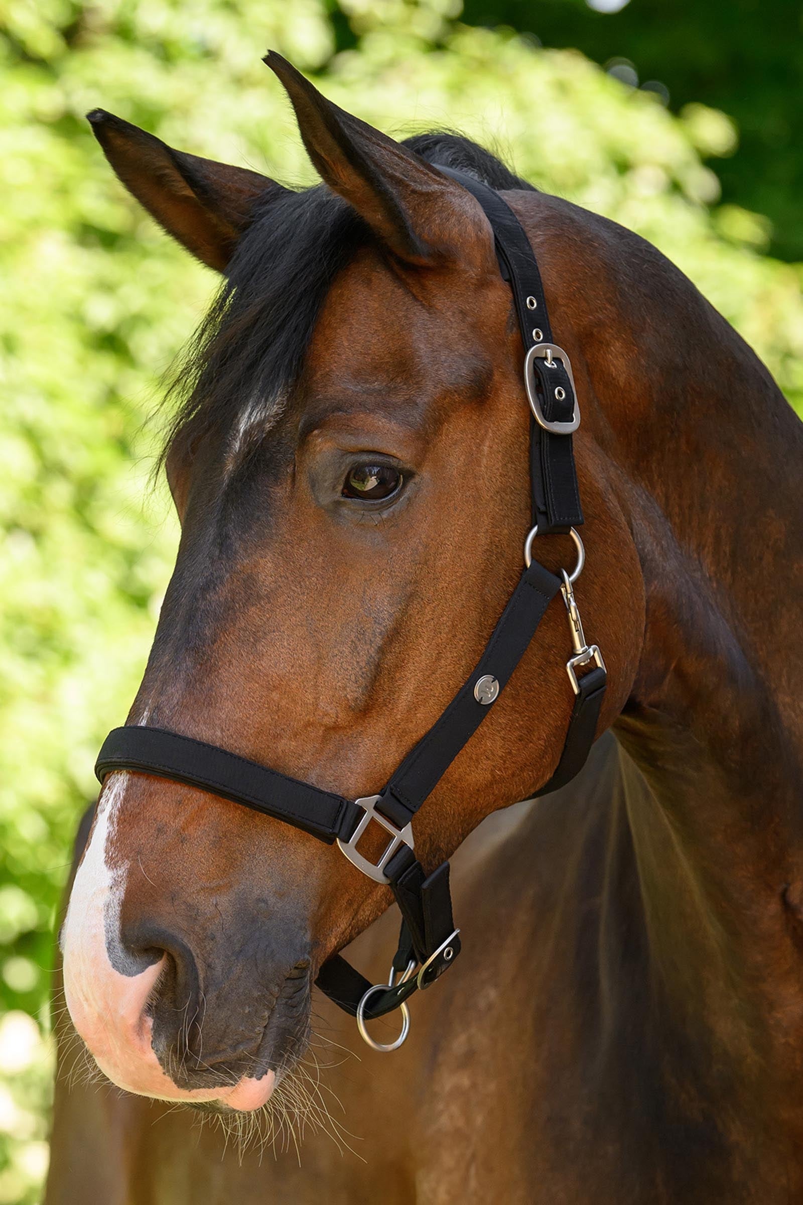 Waldhausen Trinidad Halter Halters & Leads