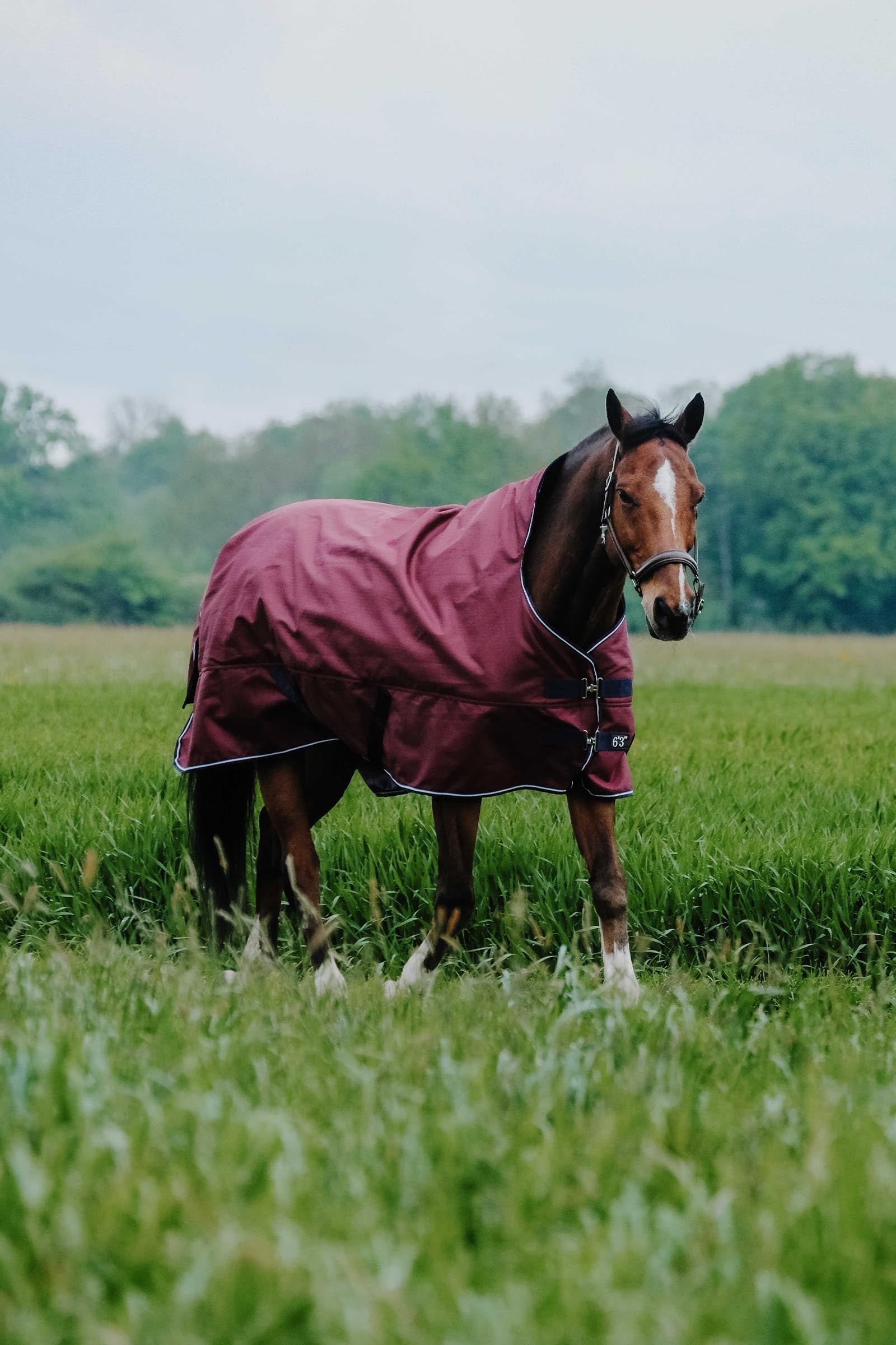 Equi Theme EQUITHÈME TYREX 1200D High Neck Rug, 50 g Horse Rugs