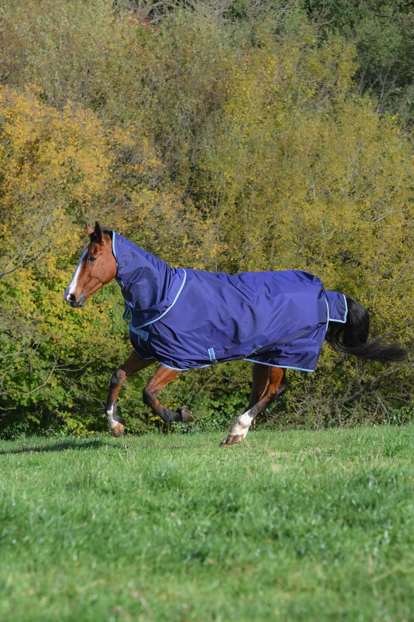 Bucas Atlantic Exclusive Rug & Neck, 150 g Dekken
