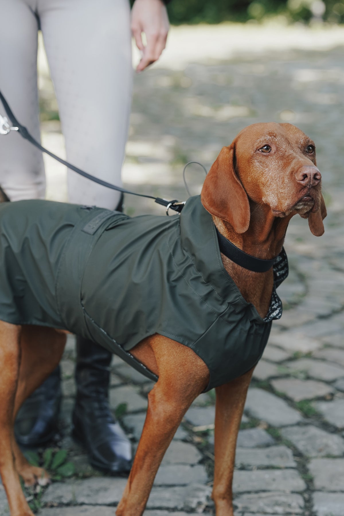 Eskadron Hunter x ESKADRON SPARK Dog Collar Dog Accesories