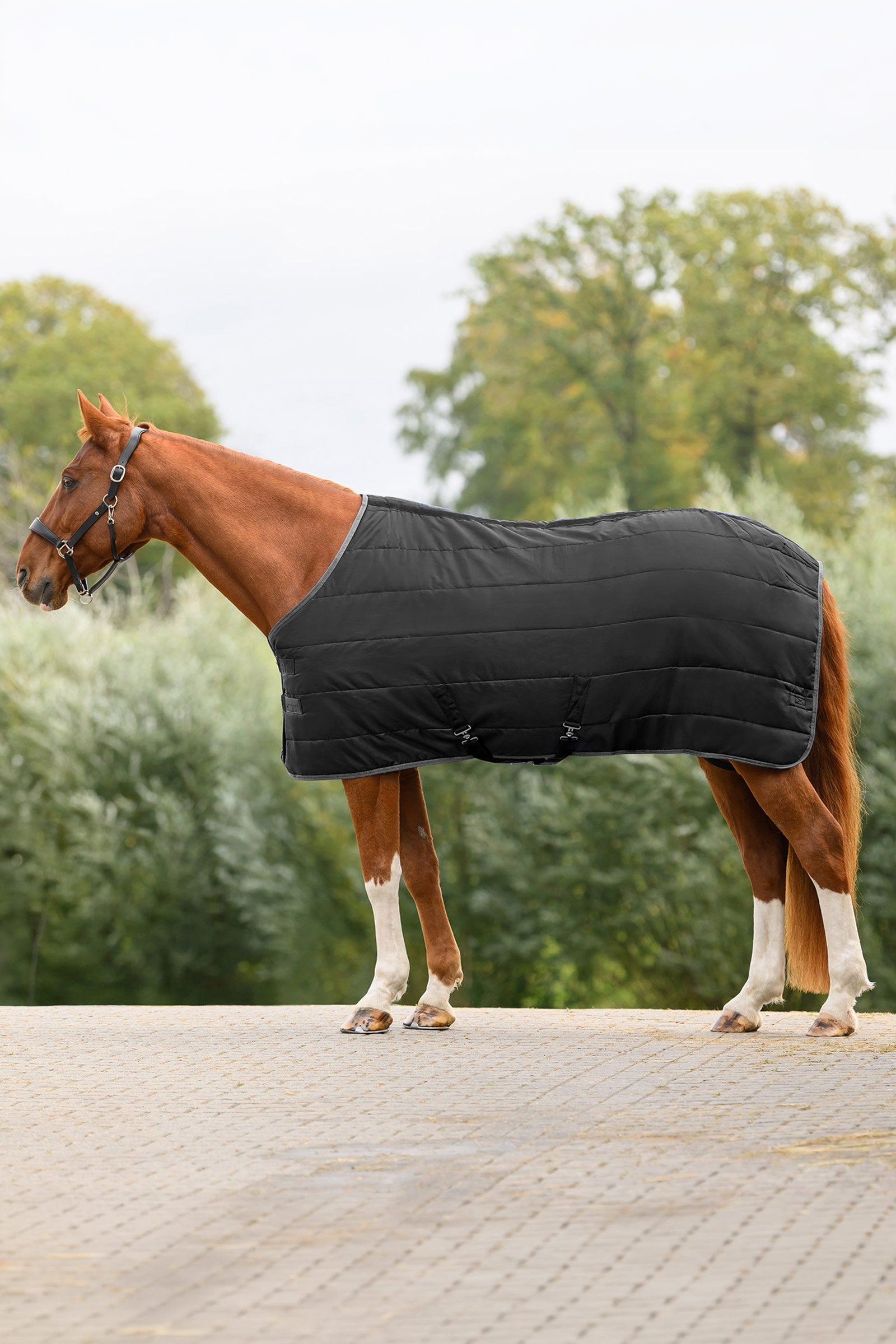 Waldhausen ECONOMIC Stable Rug, 100g Horse Rugs