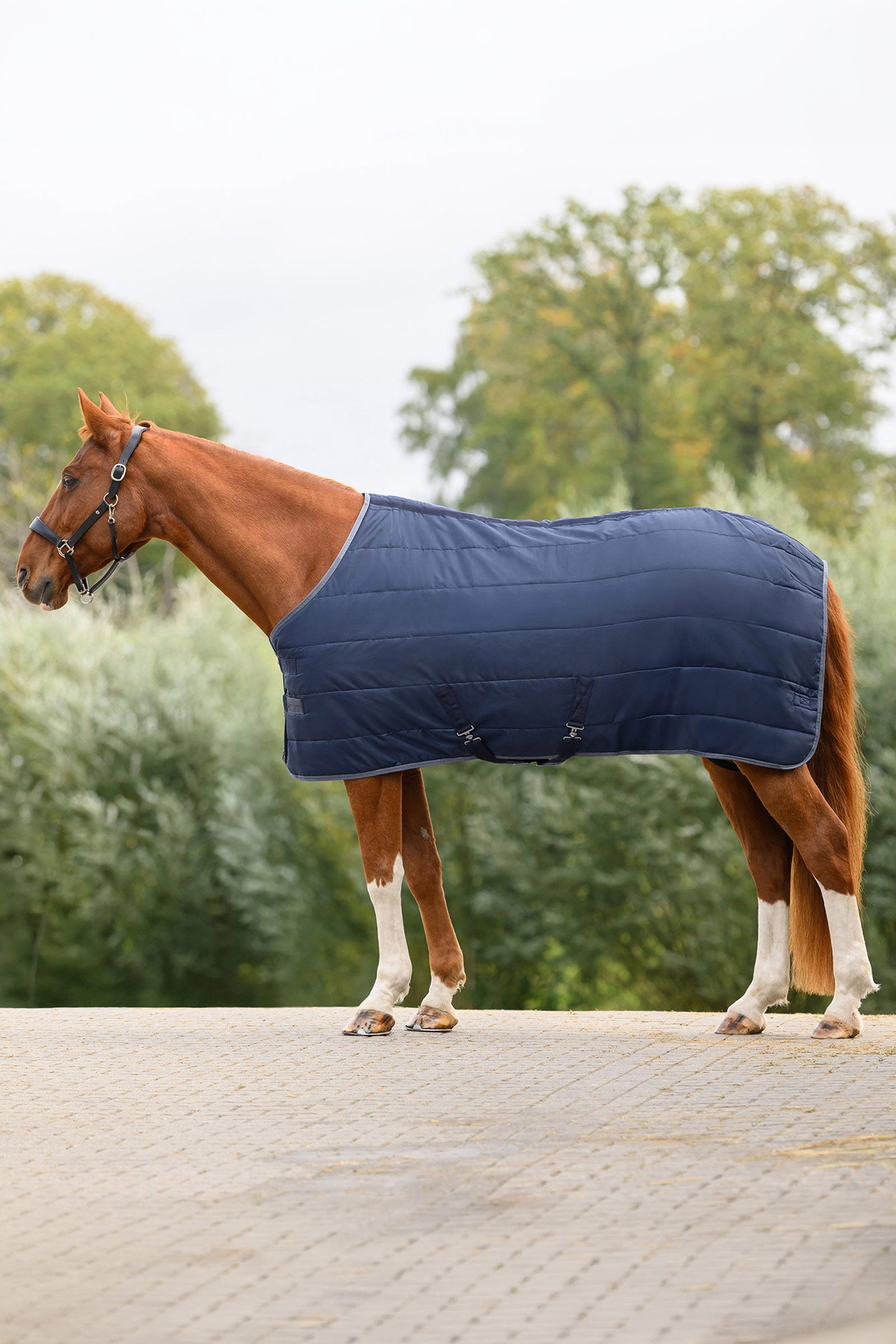 Waldhausen ECONOMIC Stable Rug, 100g Horse Rugs