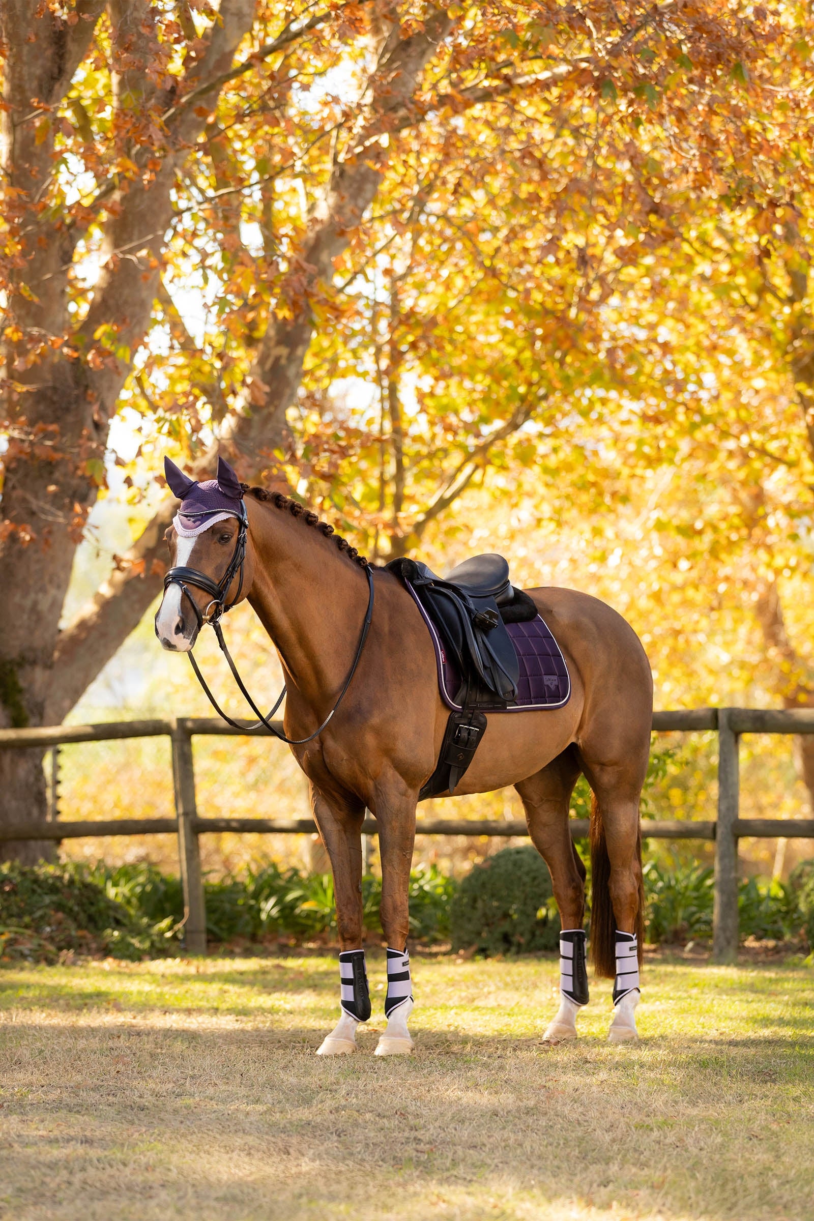 LeMieux Merino+ Loire Classic Dressage Saddle Pad Saddle Pads