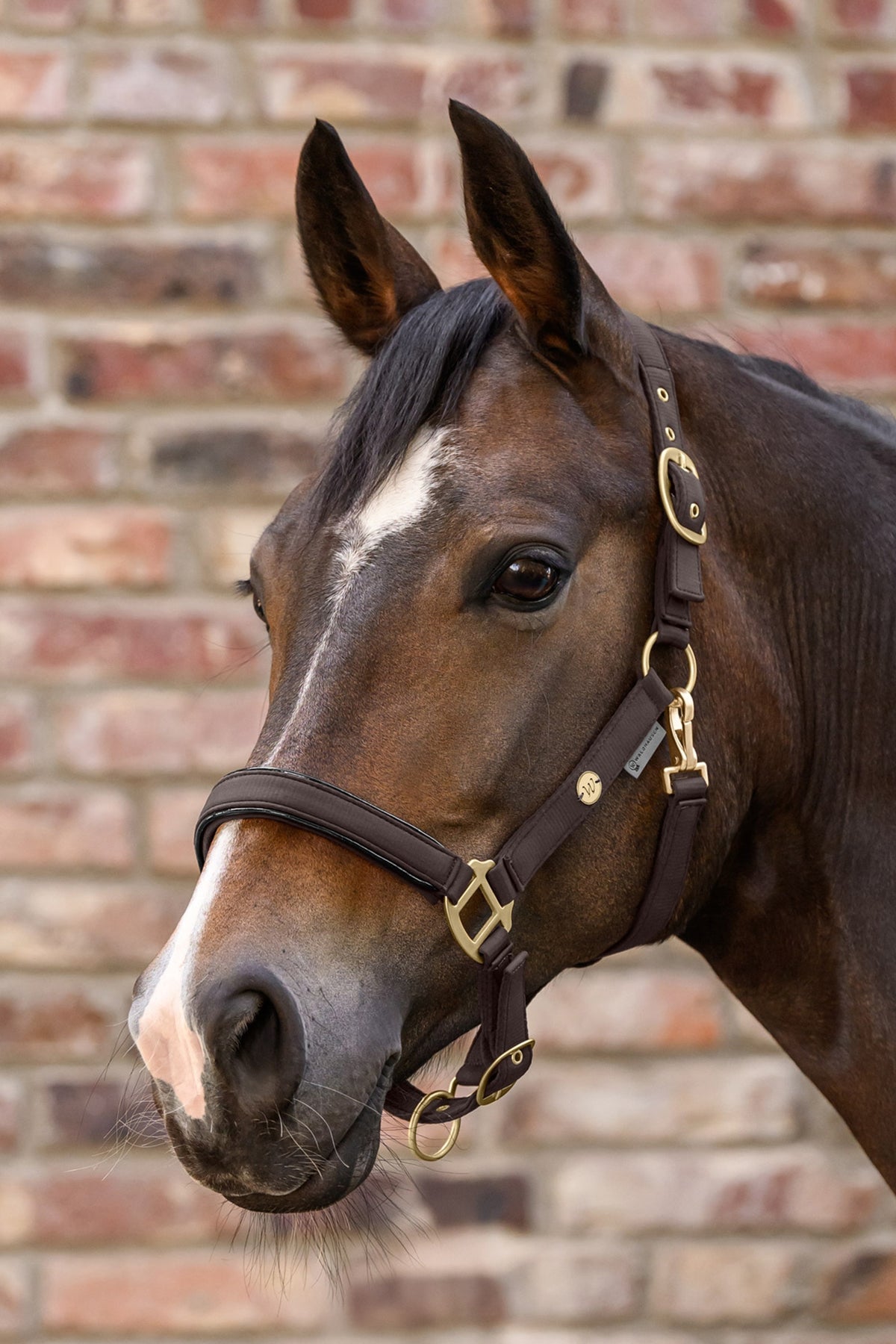 Waldhausen Ubud Halter Set Halters & Leads