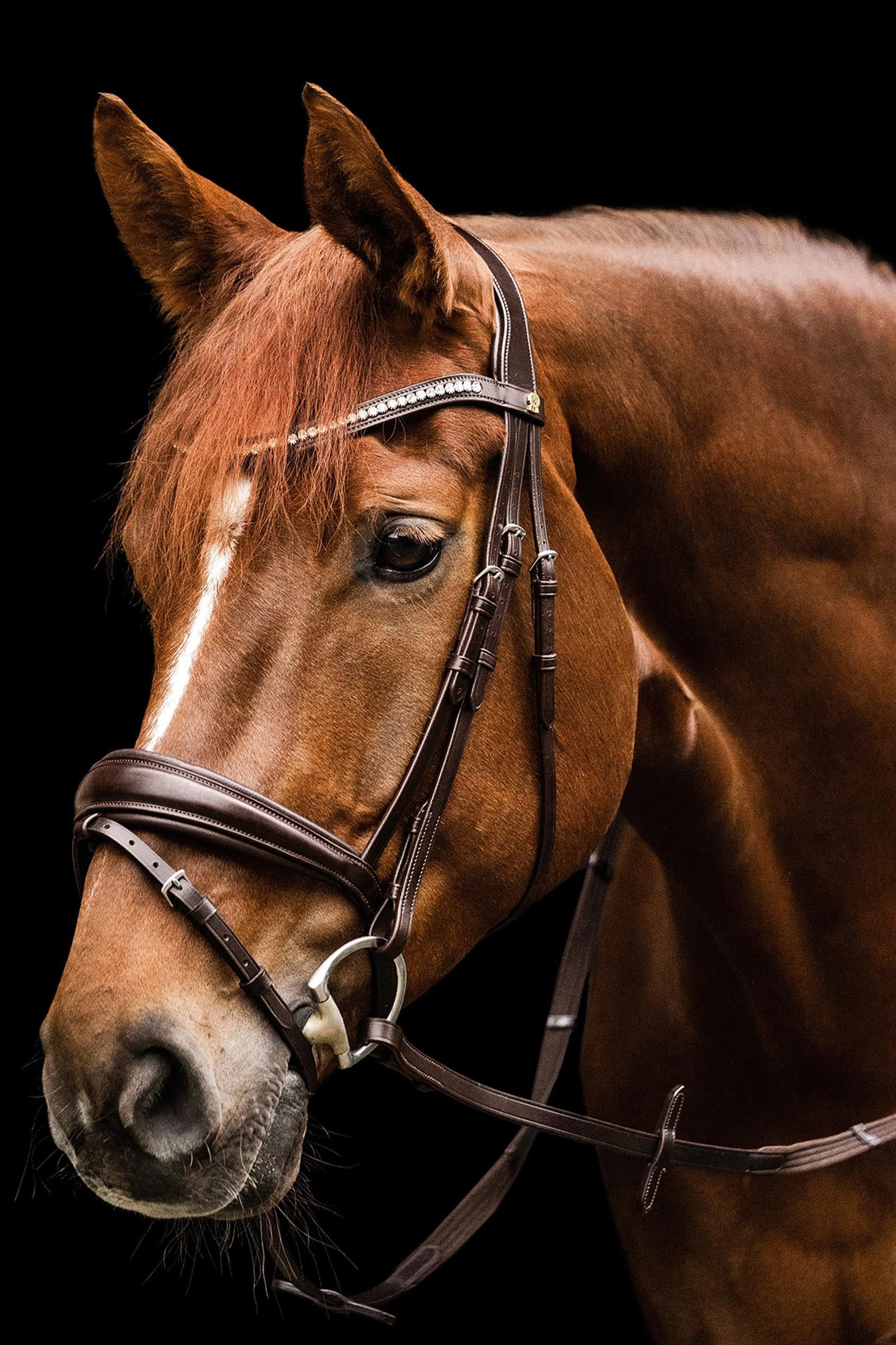 Waldhausen S-Line Essential English Combined Bridle Bridles & Reins