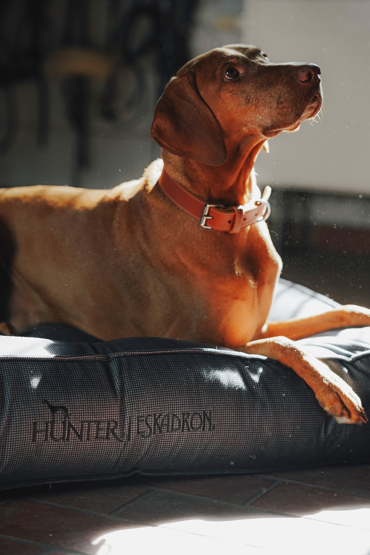 Eskadron Hunter x ESKADRON CHESTER Dog Bed Dog Accesories