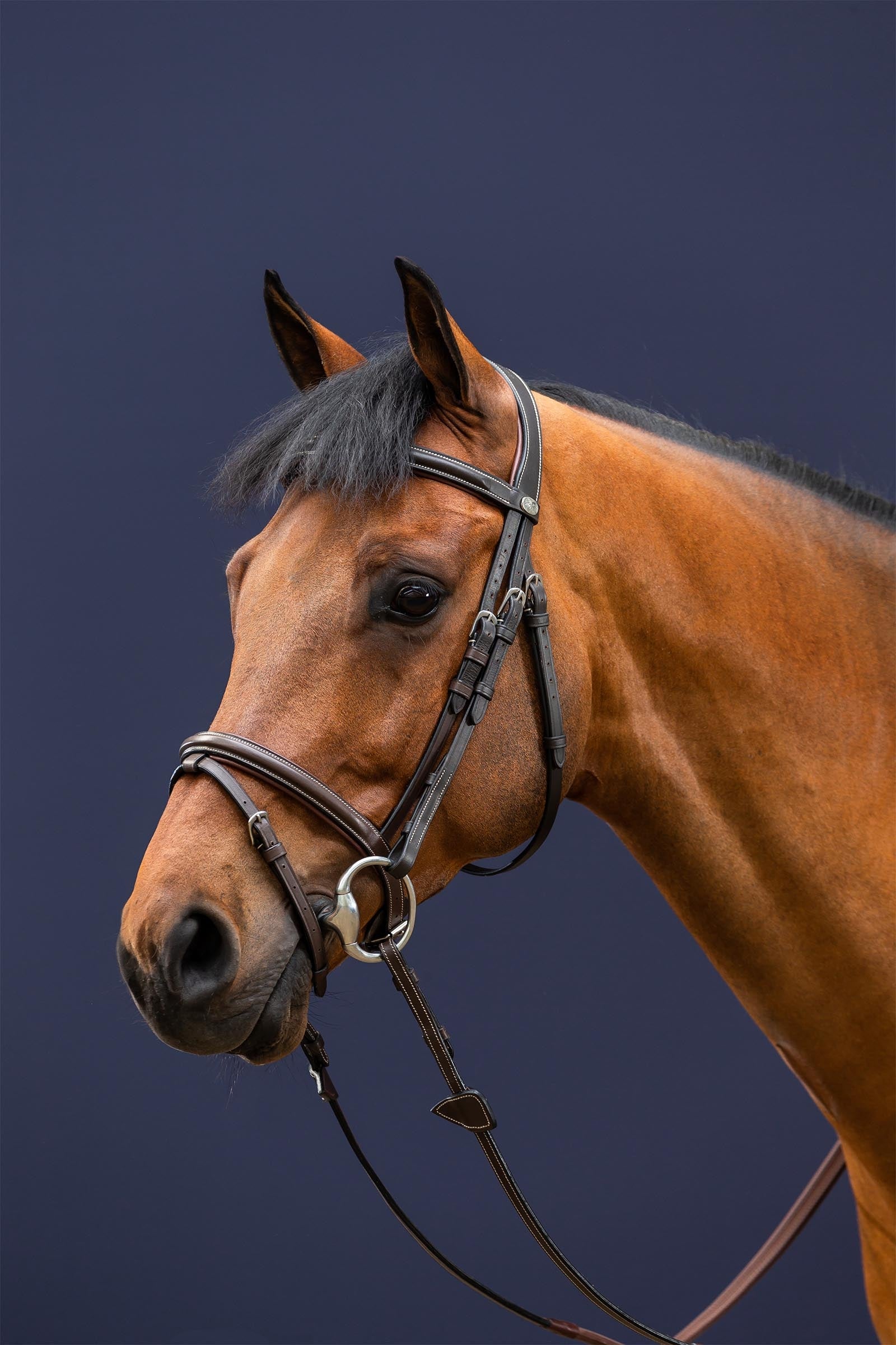 Dy'on Working Flash Noseband Bridle  Bridles & Reins