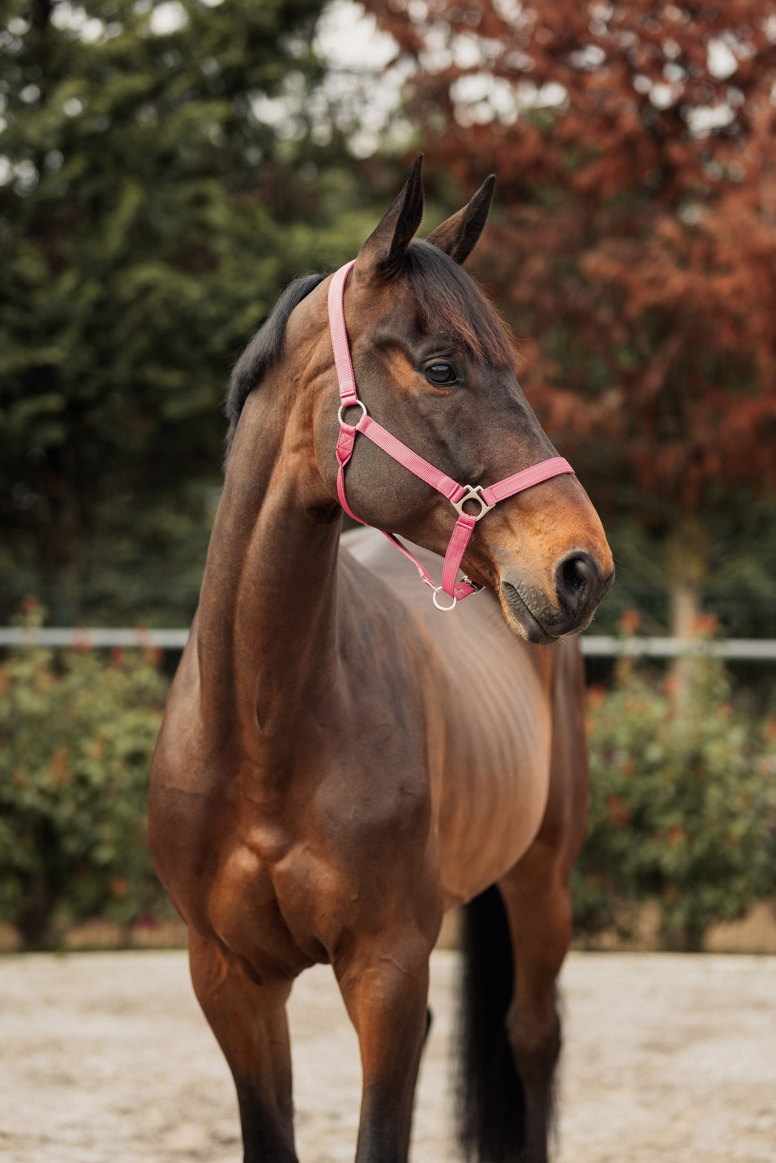 Horze Rose Tonique Halter Halters & Leads