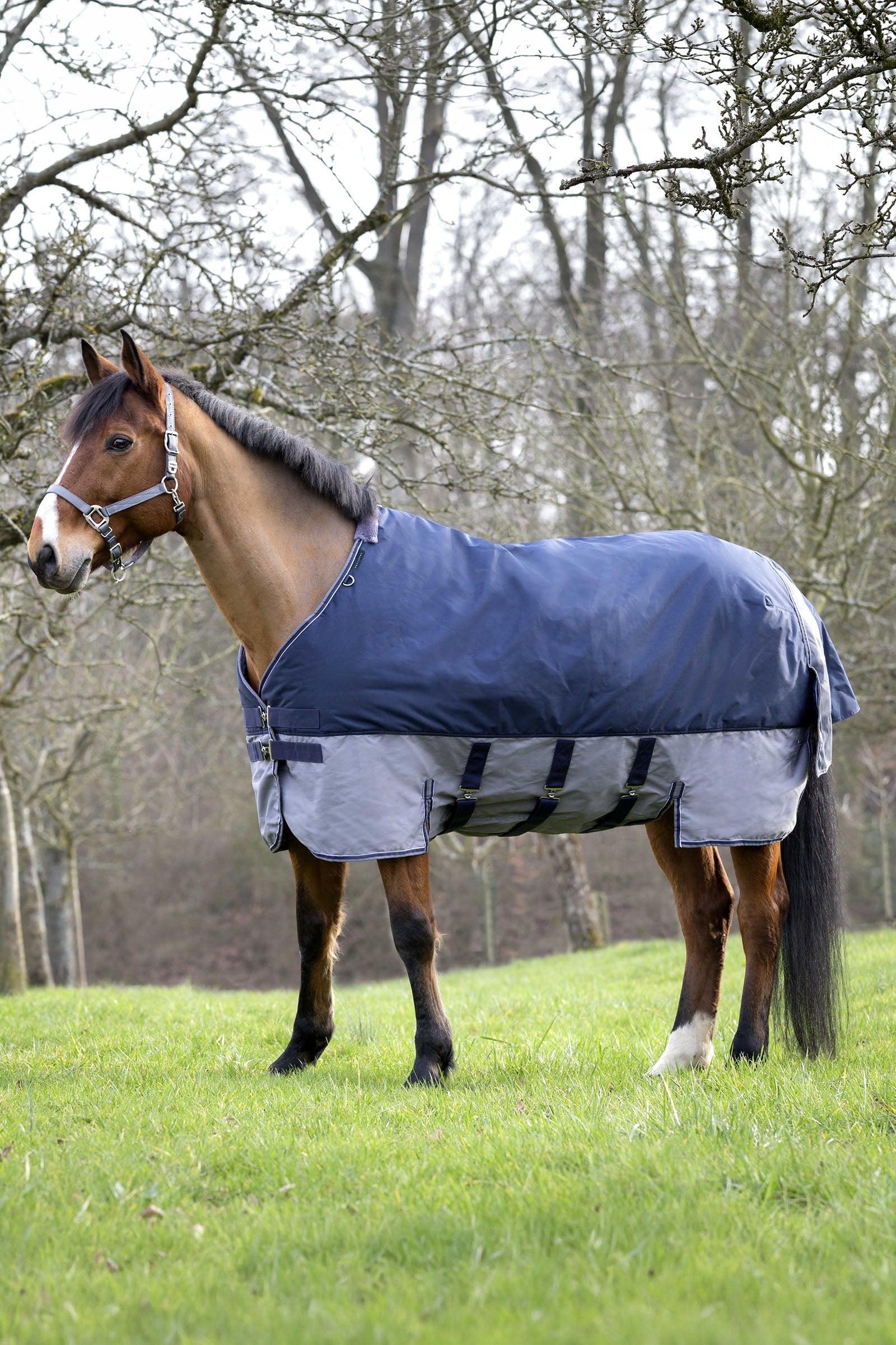 Equi Theme EQUITHÈME TYREX 600D Turnout Rug Horse Rugs