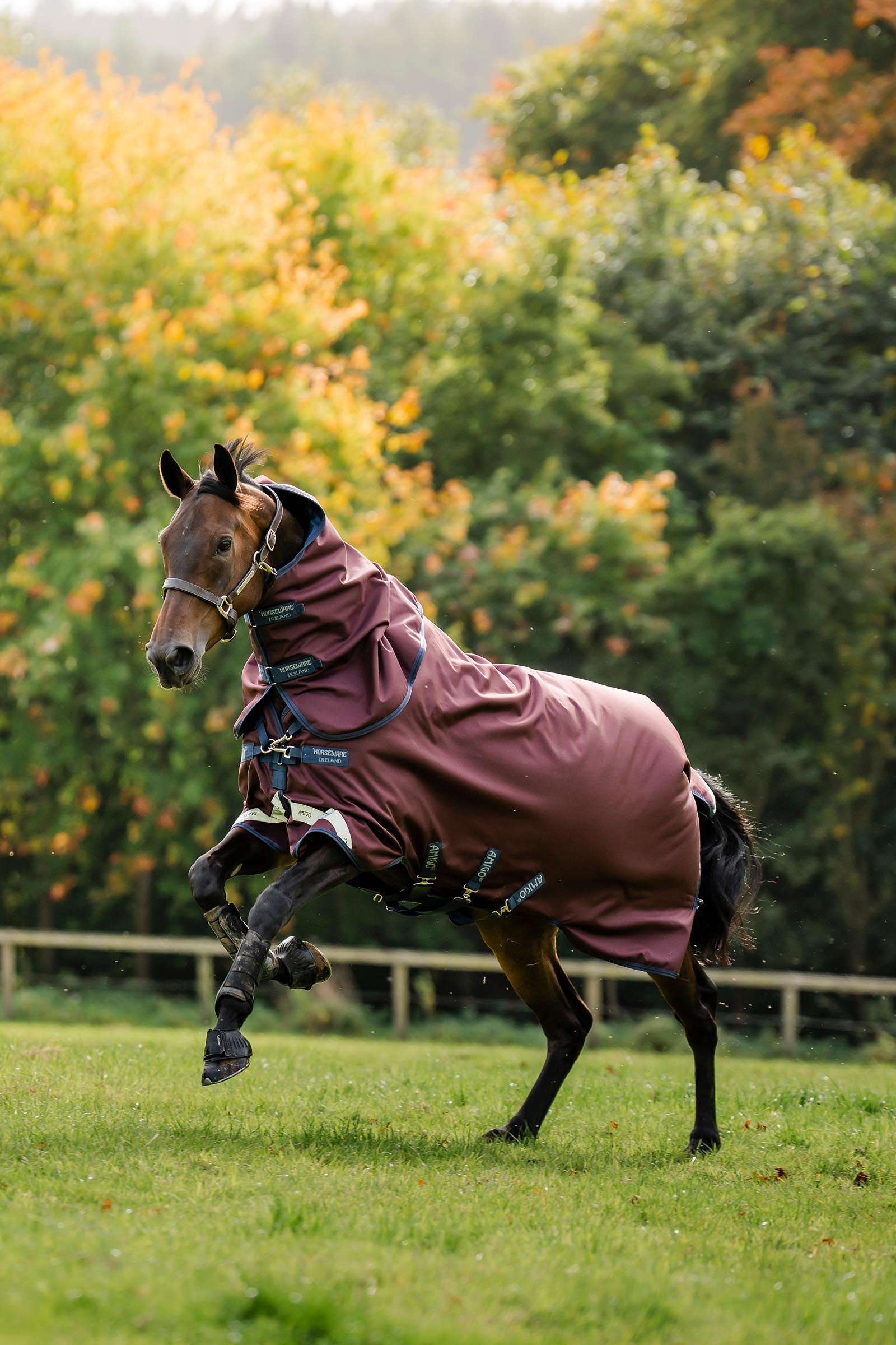 Horseware Amigo 1200D Plus Turnout Rug, 50 g Horse Rugs