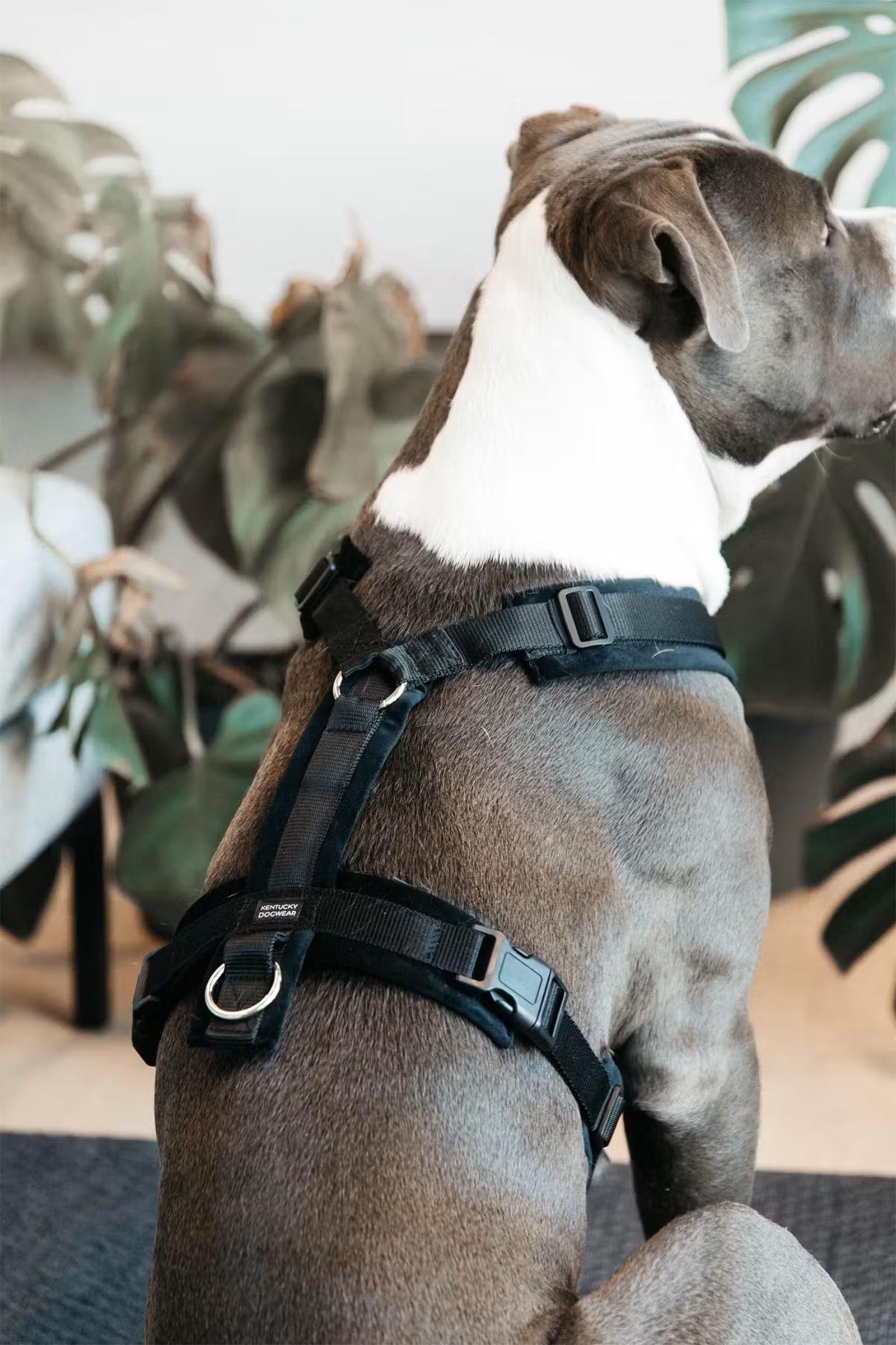 Kentucky Dogwear Active Velvet Dog Harness Dog Accesories