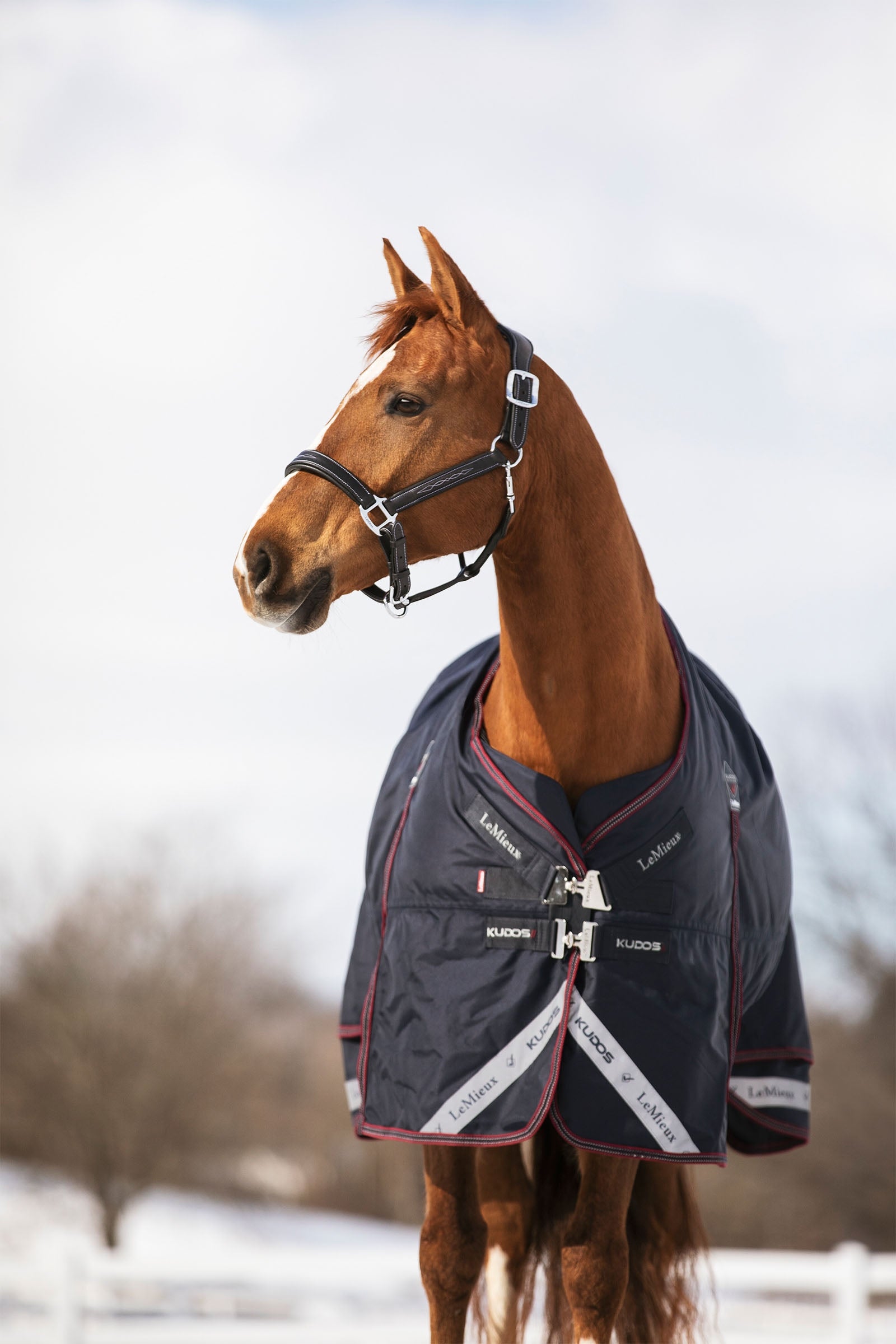 LeMieux Kudos Turnout Rug, 350 g Horse Rugs