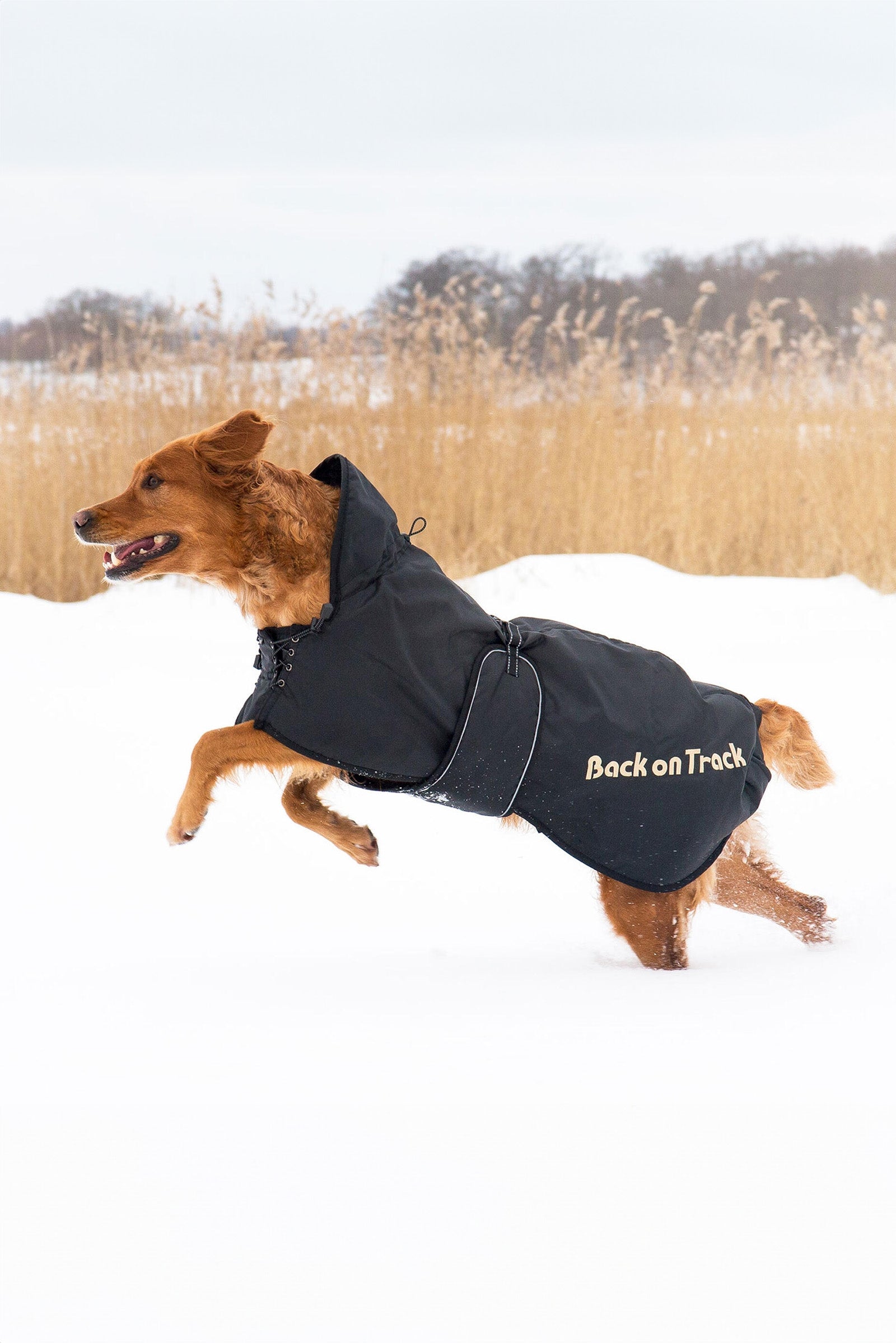 Back on Track Dog Rug 43-59 Dog Accesories