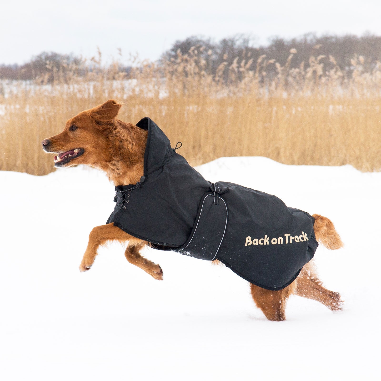 undefined Back on Track Dog Rug 43-59 Dog Accesories