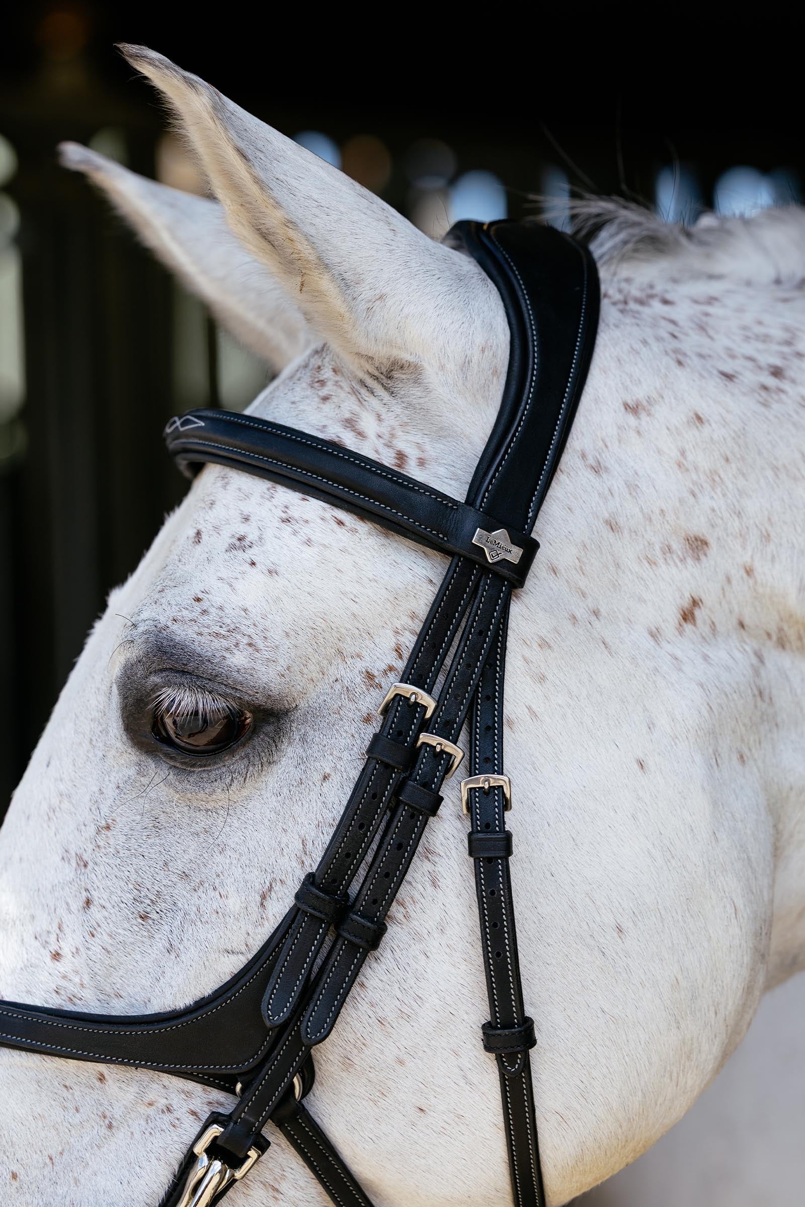 LeMieux Kudos Grackle Work Bridle Bridles & Reins