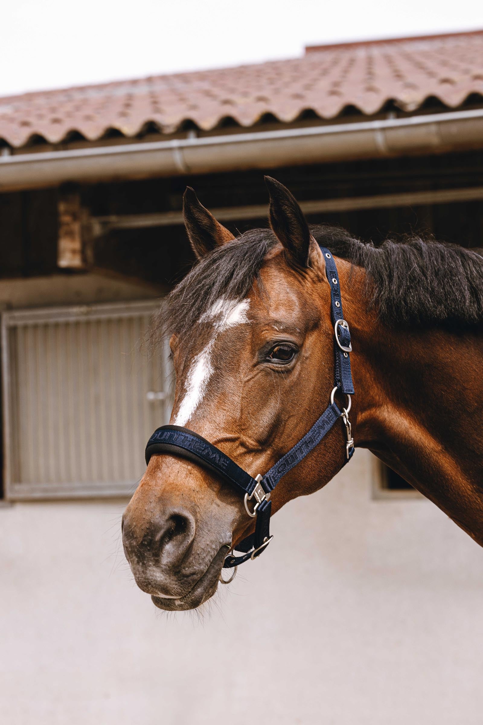 Equi Theme EQUITHÈME Jacquard Nylon Halter Halters & Leads