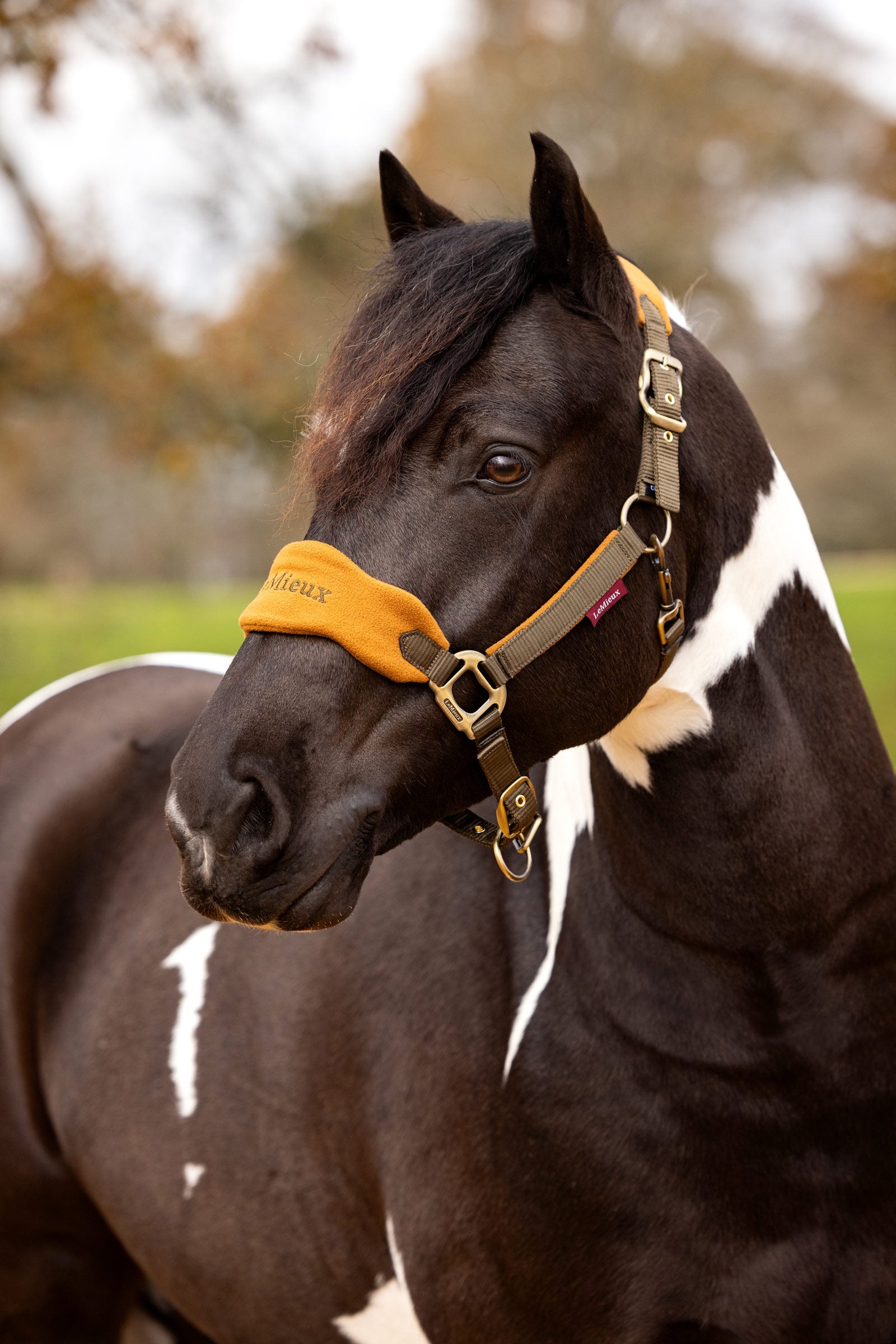 LeMieux Vogue Headcollar & Lead Rope Set Halters & Leads