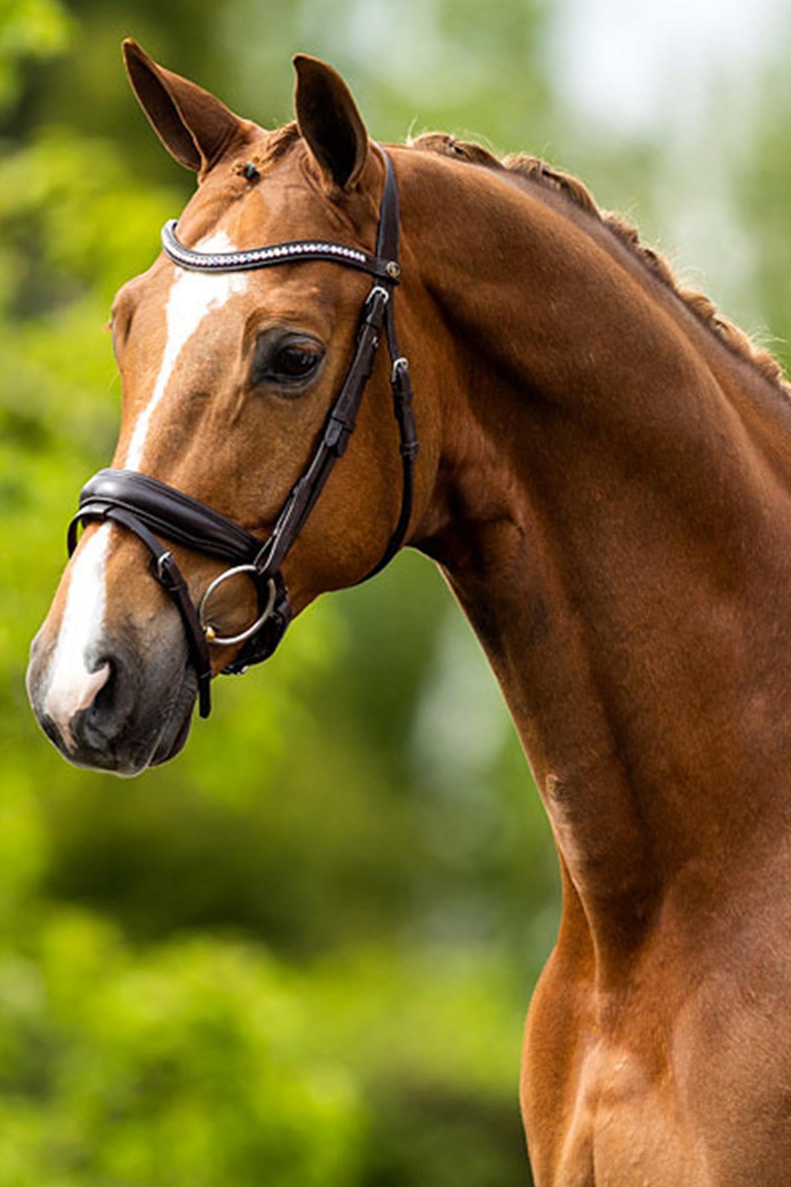 BR Southam Bridle Bridles & Reins